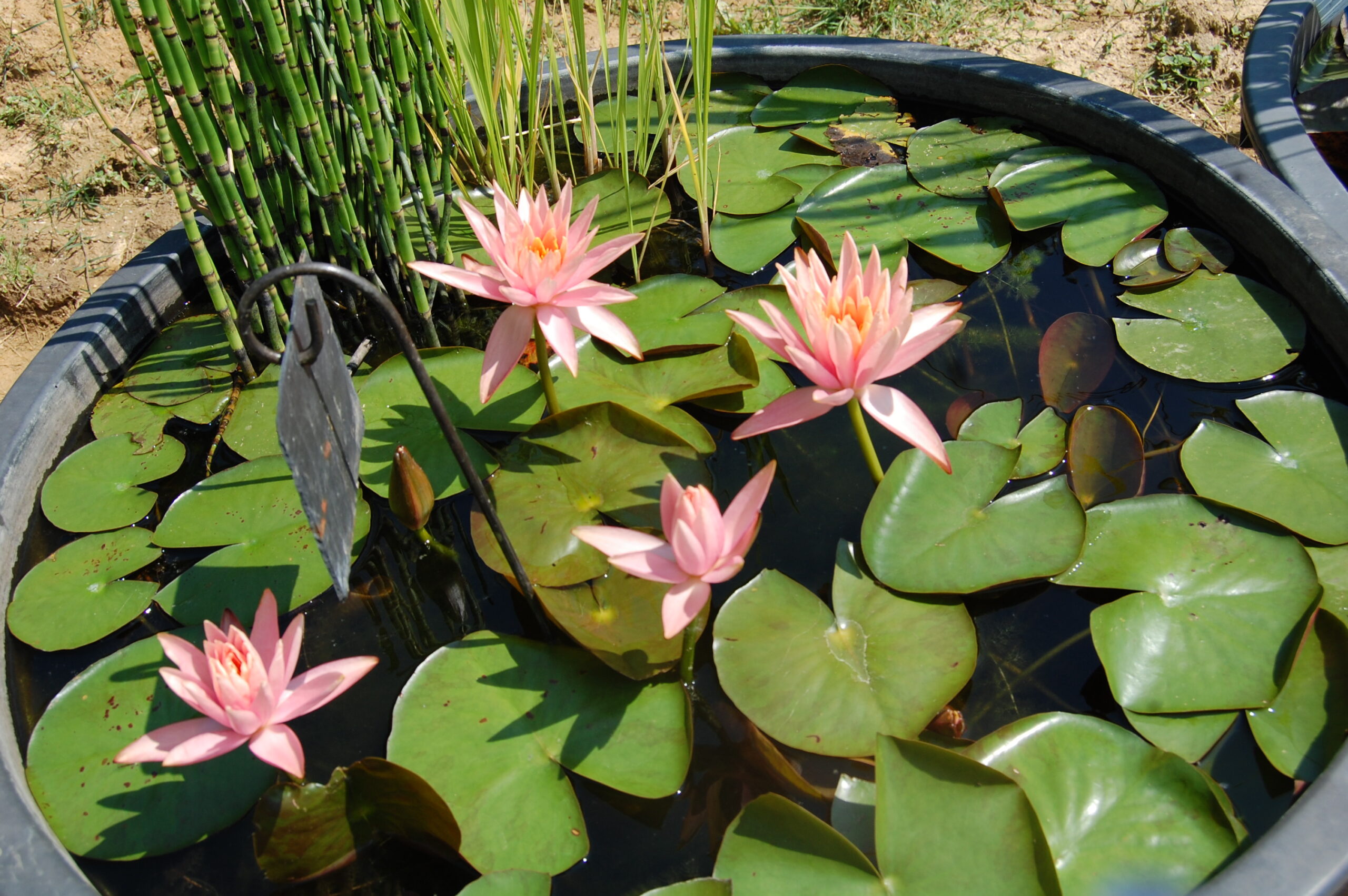 acheter nénuphar nymphaea Colorado for sale buy on line (59)