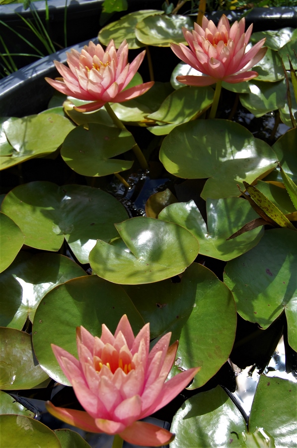 acheter nénuphar nymphaea Colorado for sale buy on line (6)