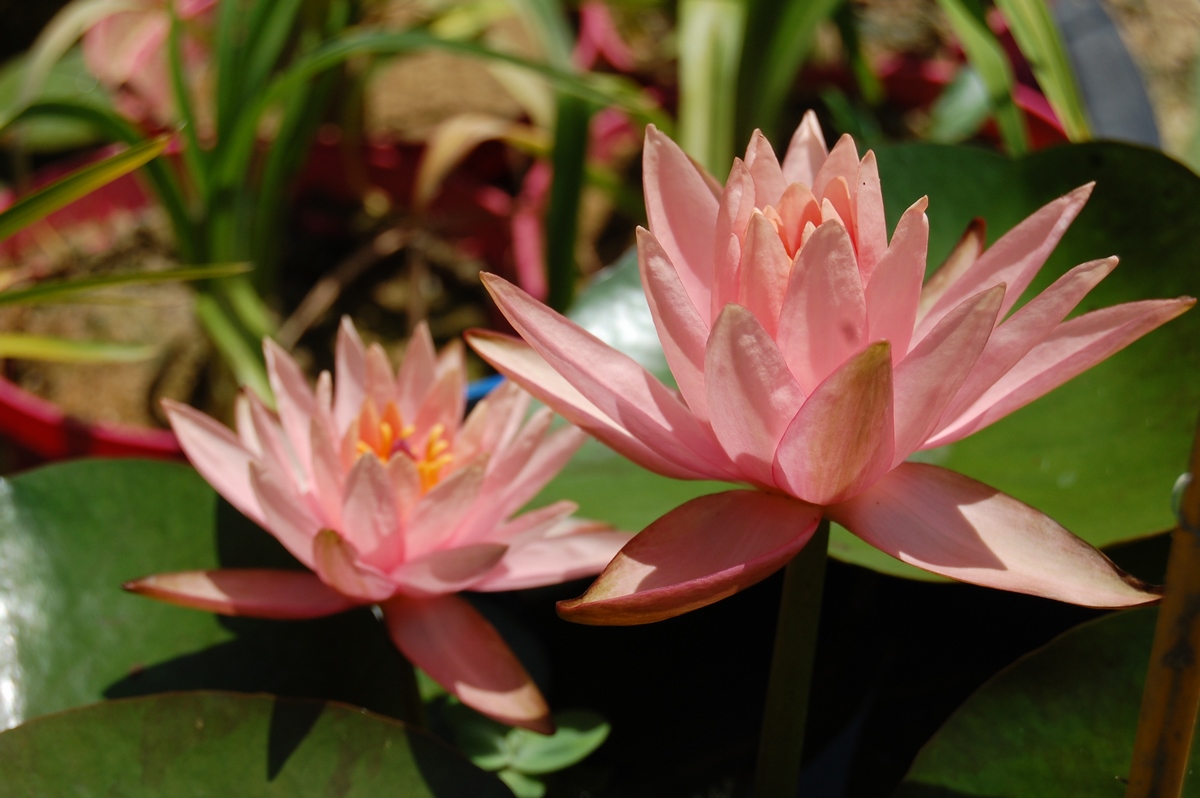 acheter nénuphar nymphaea Colorado for sale buy on line (67)