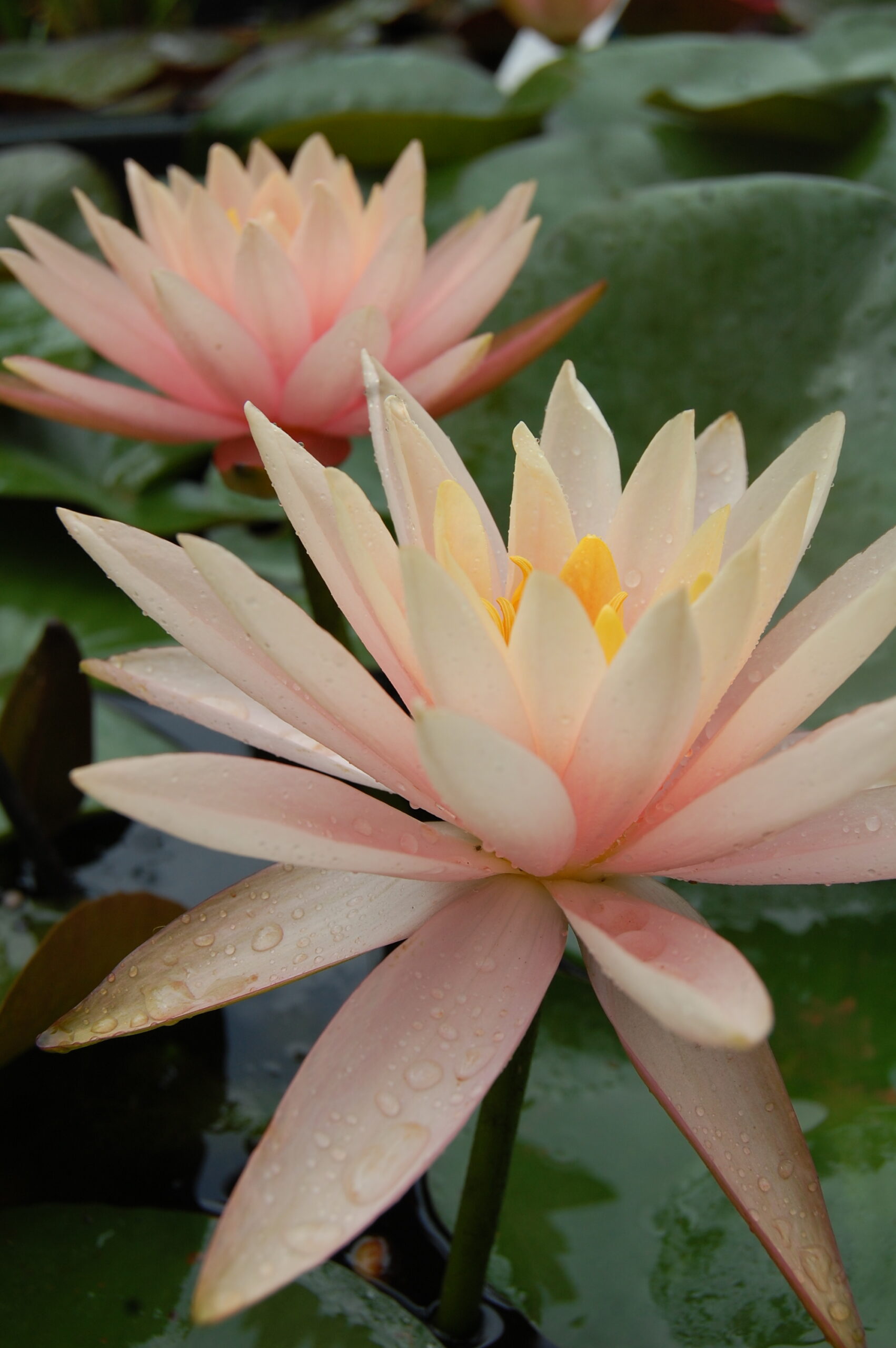 acheter nénuphar nymphaea Colorado for sale buy on line (81)