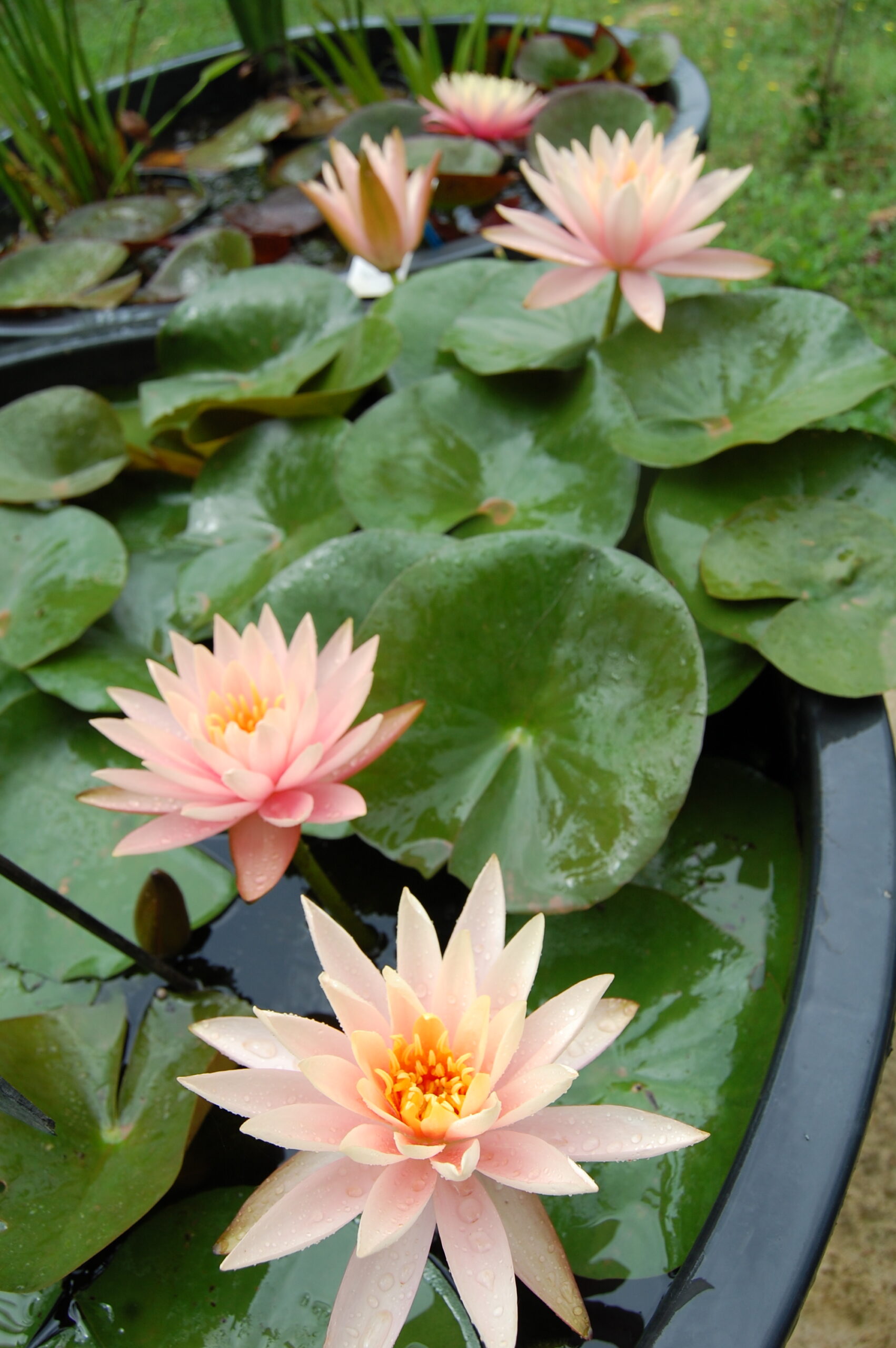 acheter nénuphar nymphaea Colorado for sale buy on line (83)