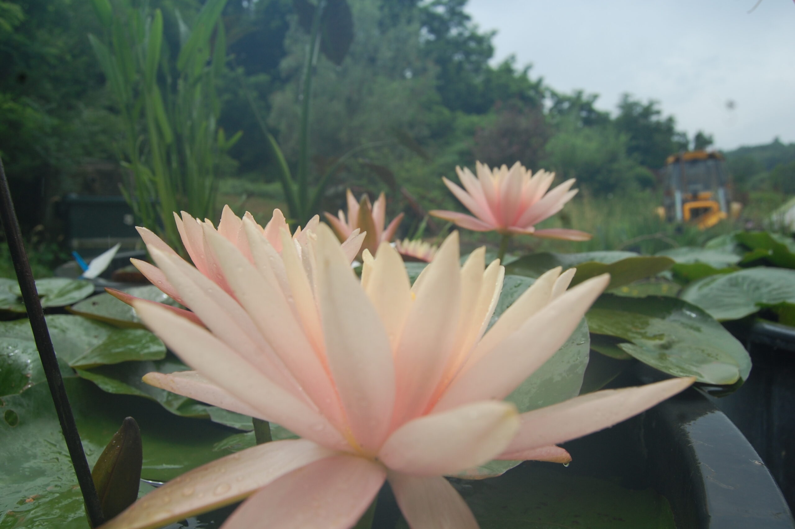acheter nénuphar nymphaea Colorado for sale buy on line (85)