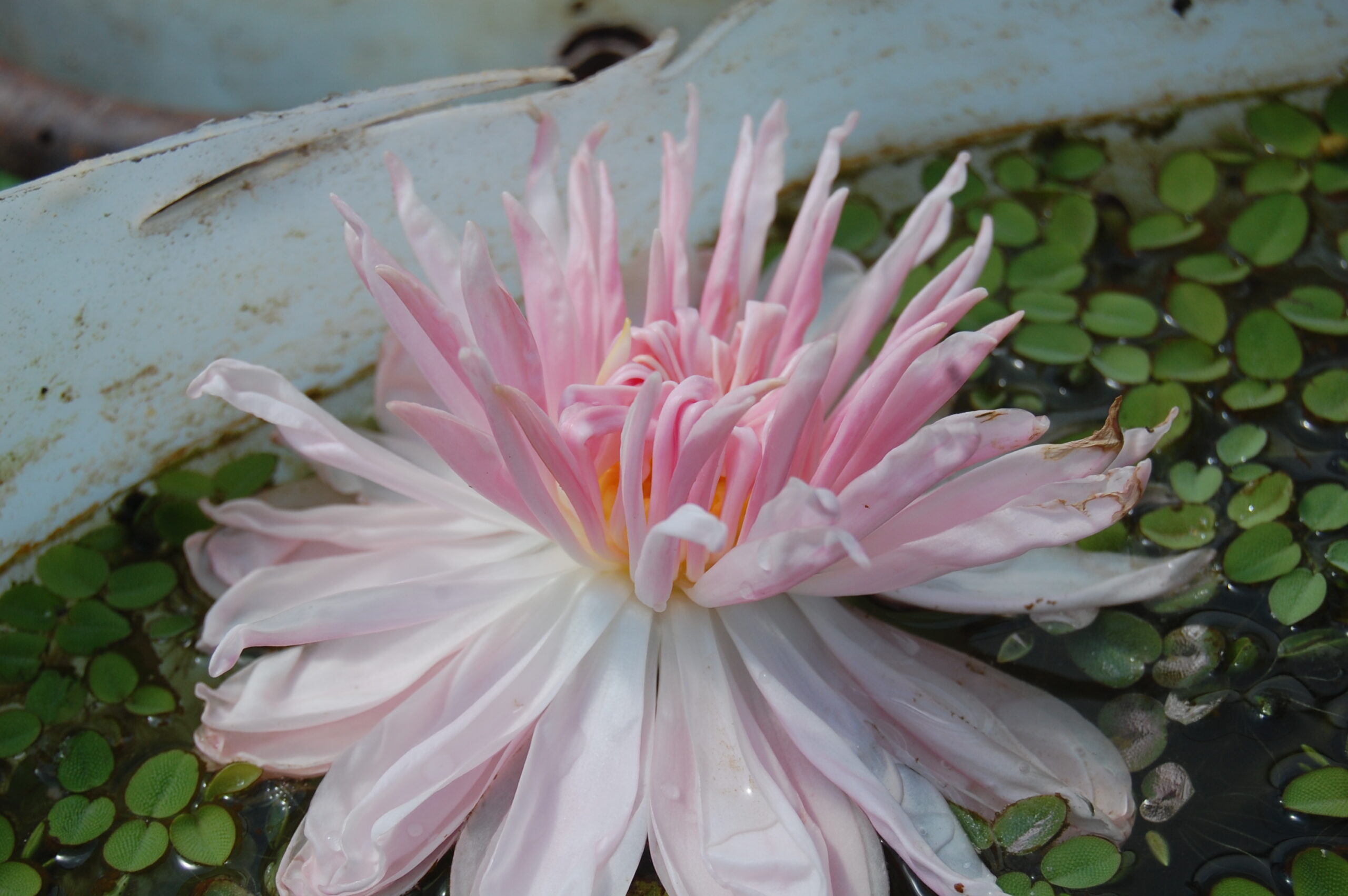 acheter nénuphar nymphaea Dalhia for sale buy on line (1)