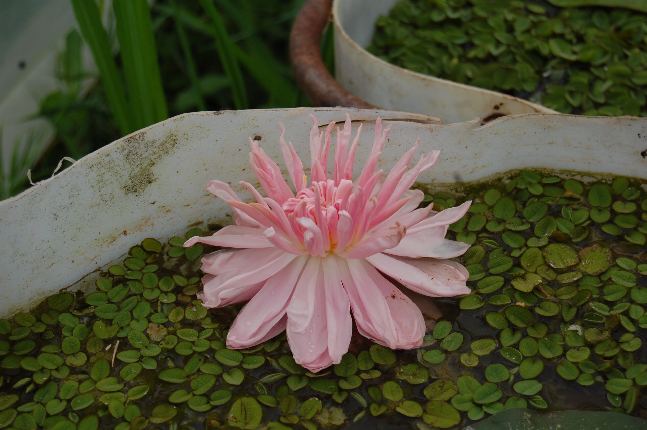 acheter nénuphar nymphaea Dalhia for sale buy on line (2)