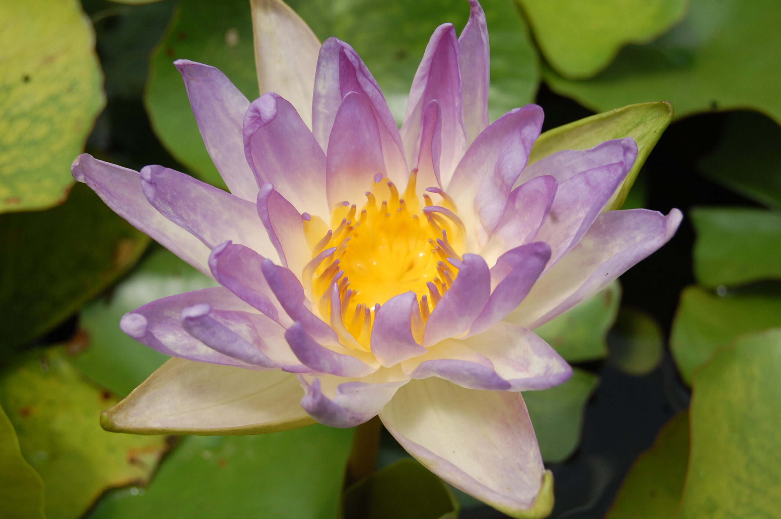 acheter nénuphar nymphaea Garry Wagner for sale buy on line (17)