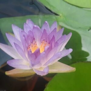 acheter nénuphar nymphaea Garry Wagner for sale buy on line (2)
