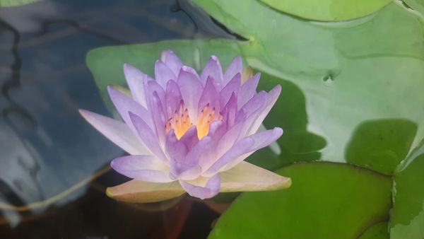 acheter nénuphar nymphaea Garry Wagner for sale buy on line (2)