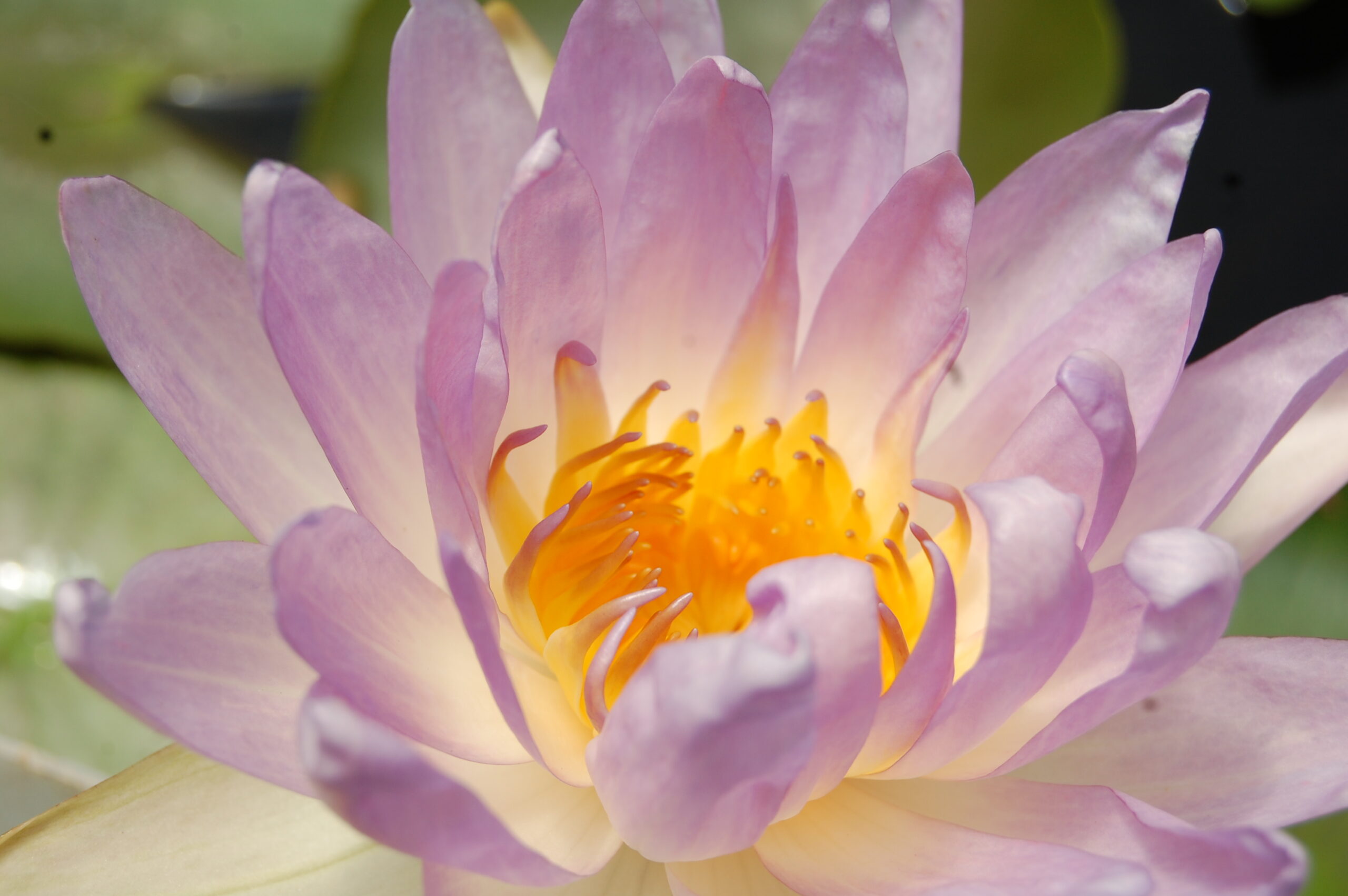 acheter nénuphar nymphaea Garry Wagner for sale buy on line (23)