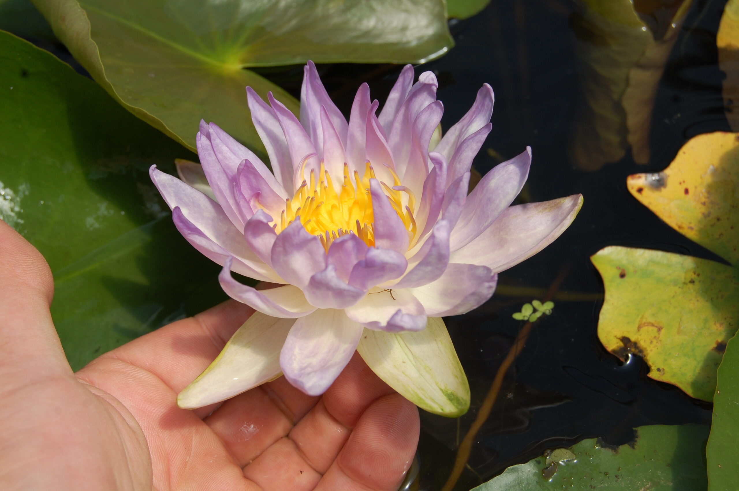 acheter nénuphar nymphaea Garry Wagner for sale buy on line (38)