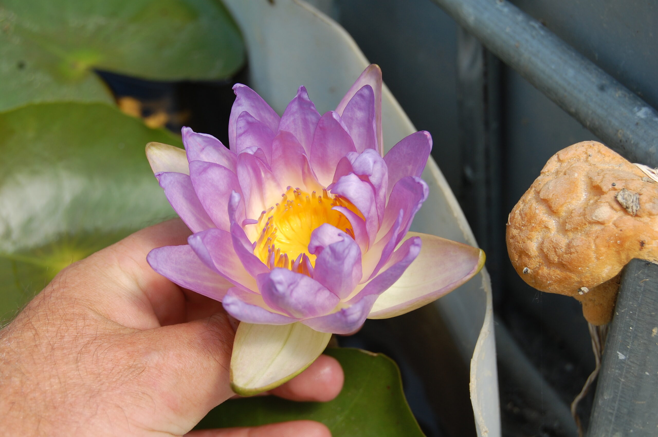acheter nénuphar nymphaea Garry Wagner for sale buy on line (47)