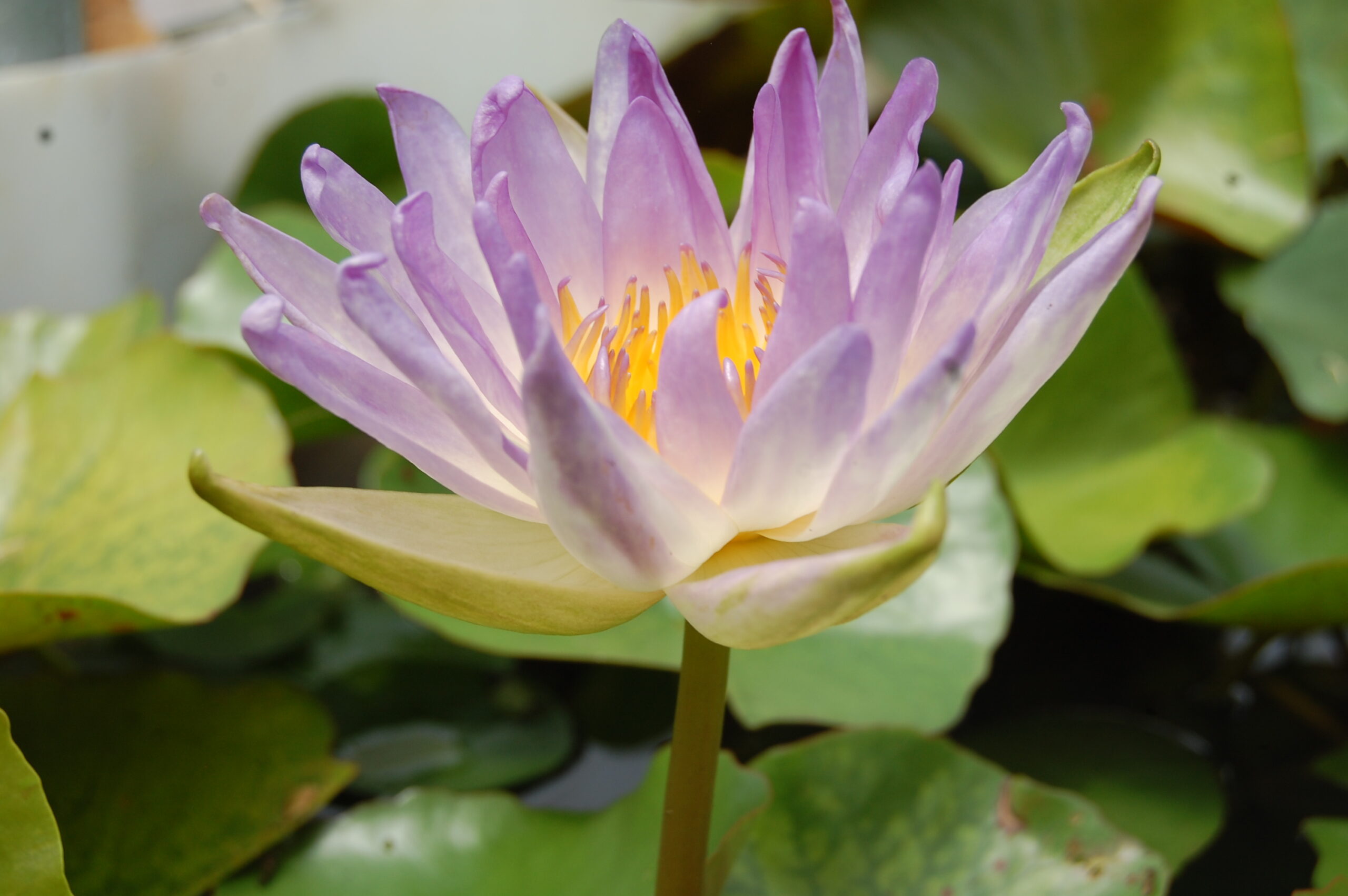 acheter nénuphar nymphaea Garry Wagner for sale buy on line (6)