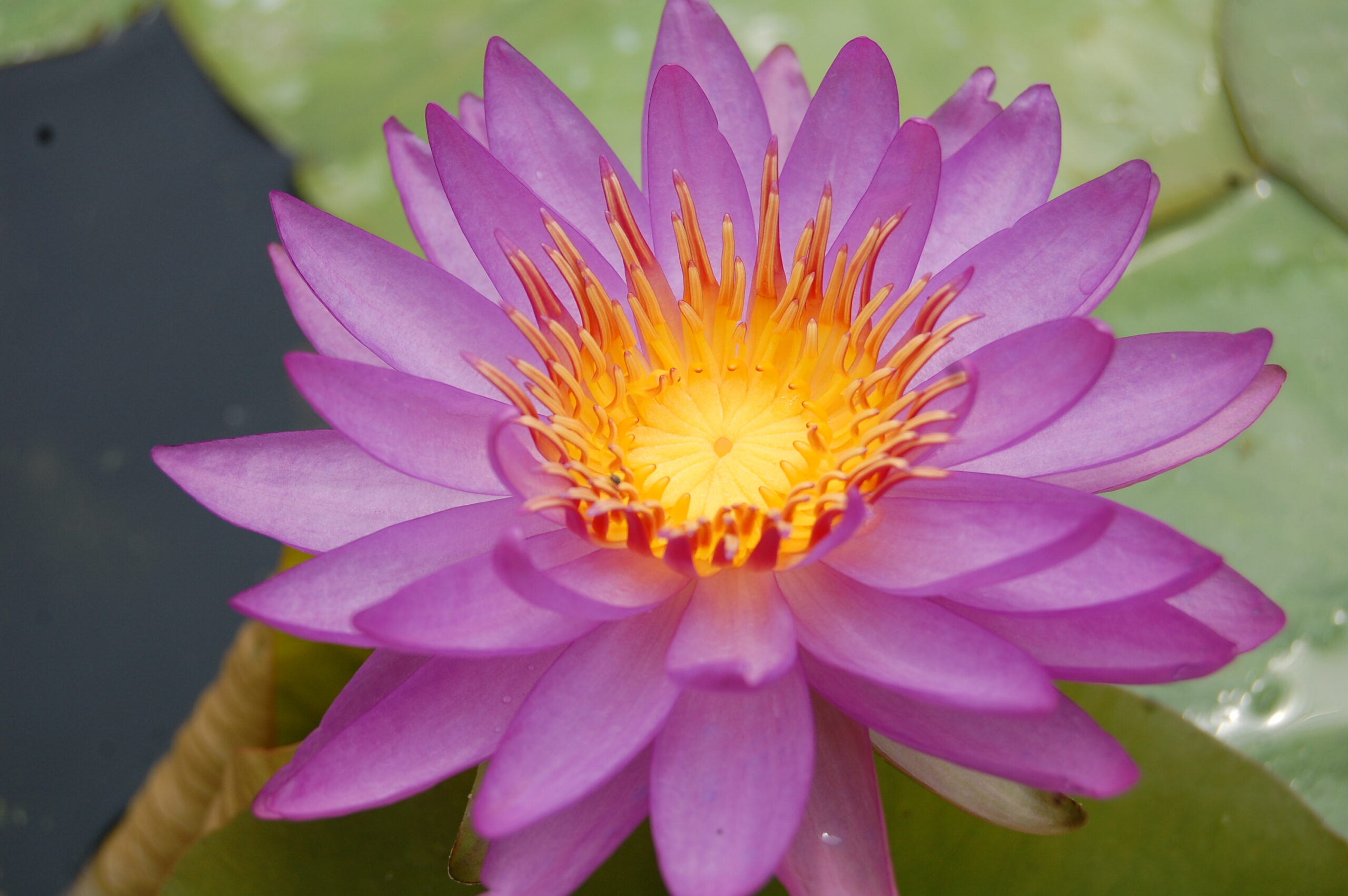 acheter nénuphar nymphaea Madinina for sale buy on line (12)