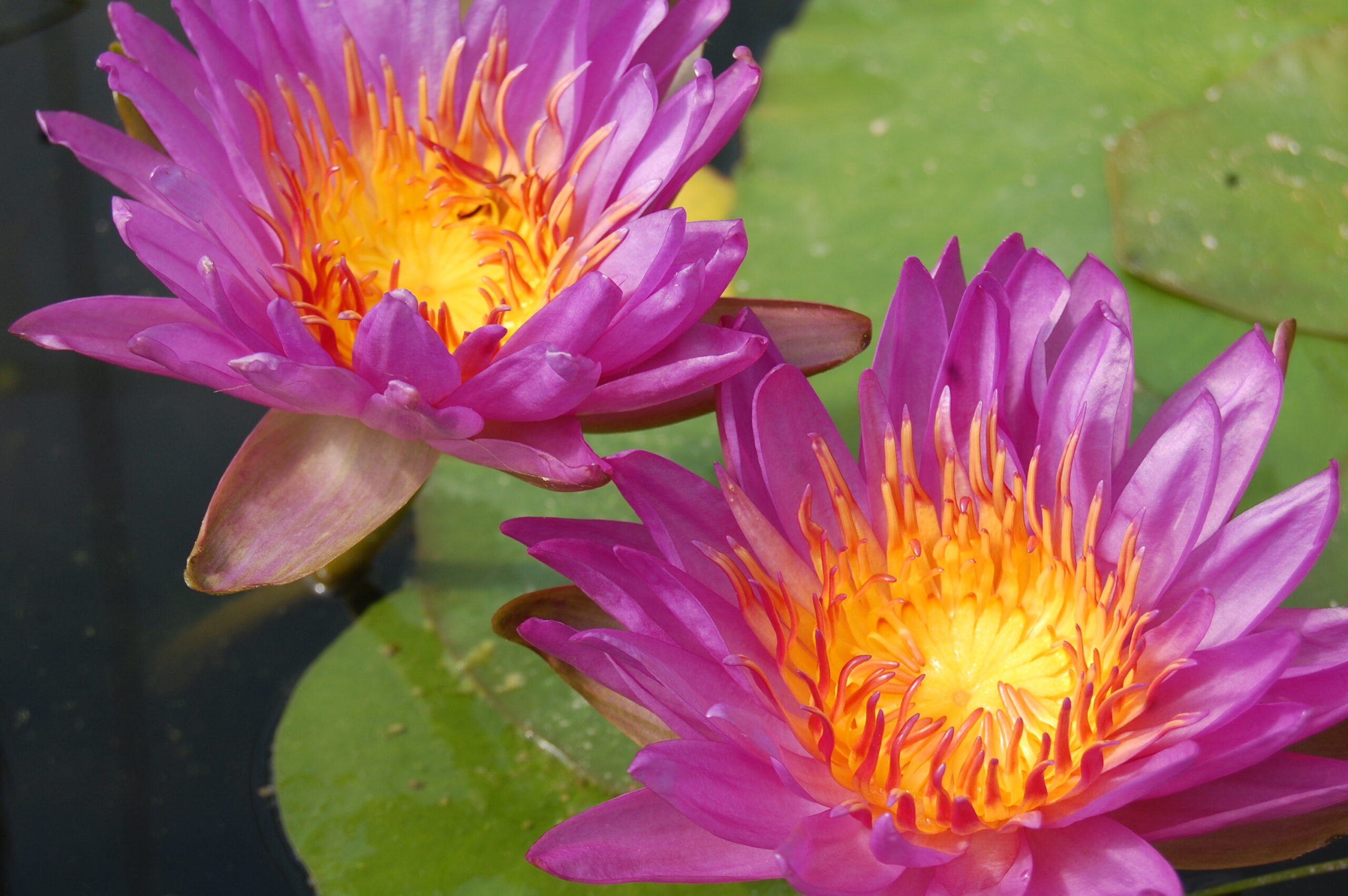 acheter nénuphar nymphaea Madinina for sale buy on line (15)