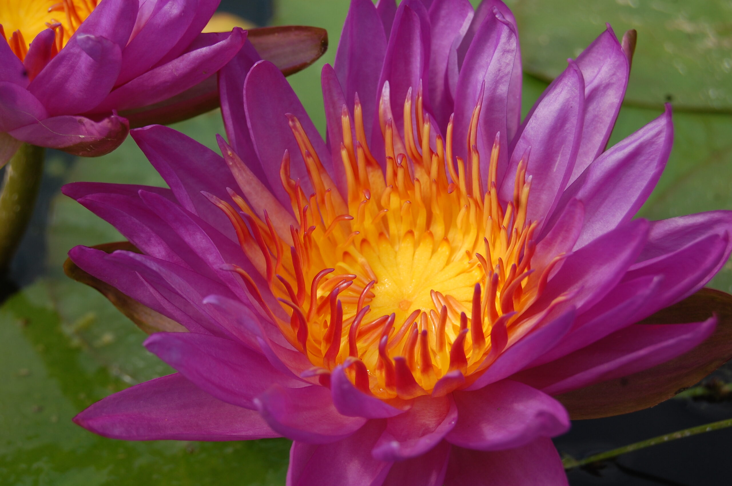 acheter nénuphar nymphaea Madinina for sale buy on line (17)