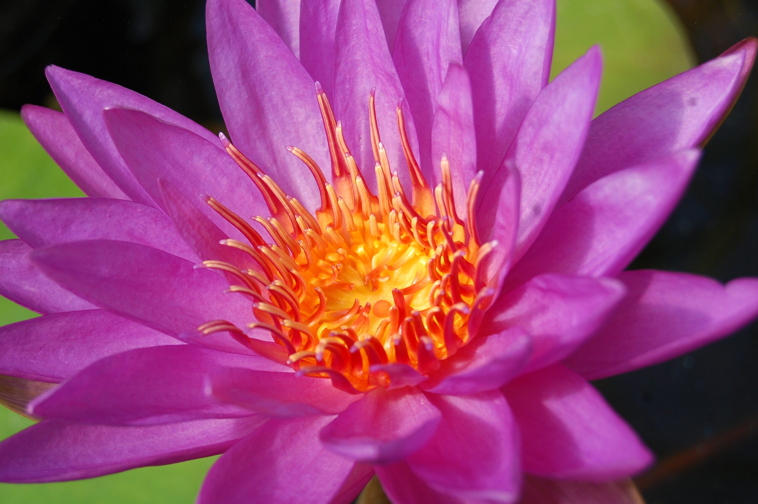 acheter nénuphar nymphaea Madinina for sale buy on line (29)