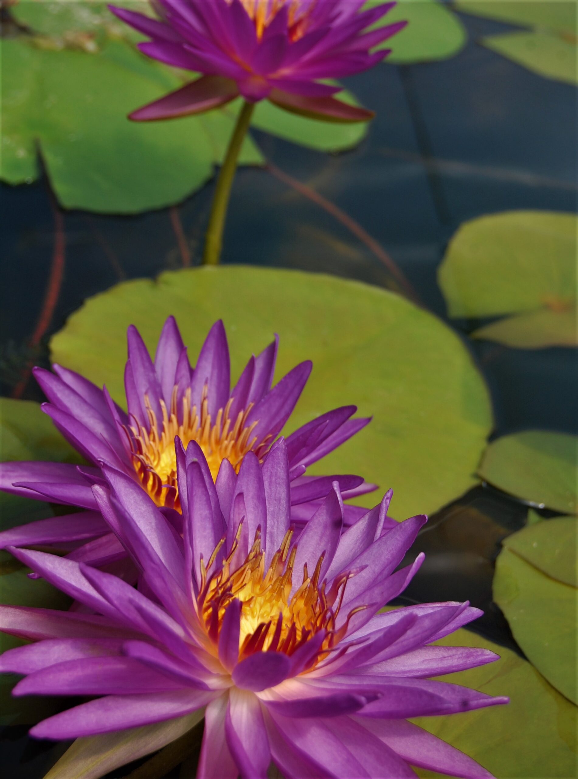 acheter nénuphar nymphaea Madinina for sale buy on line (38)