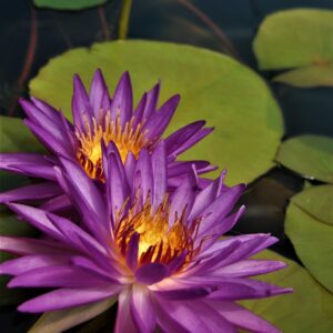 acheter nénuphar nymphaea Madinina for sale buy on line (40)