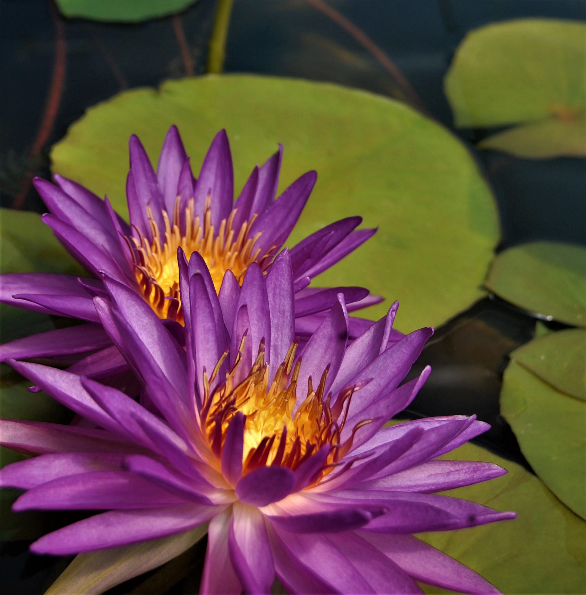 acheter nénuphar nymphaea Madinina for sale buy on line (40)