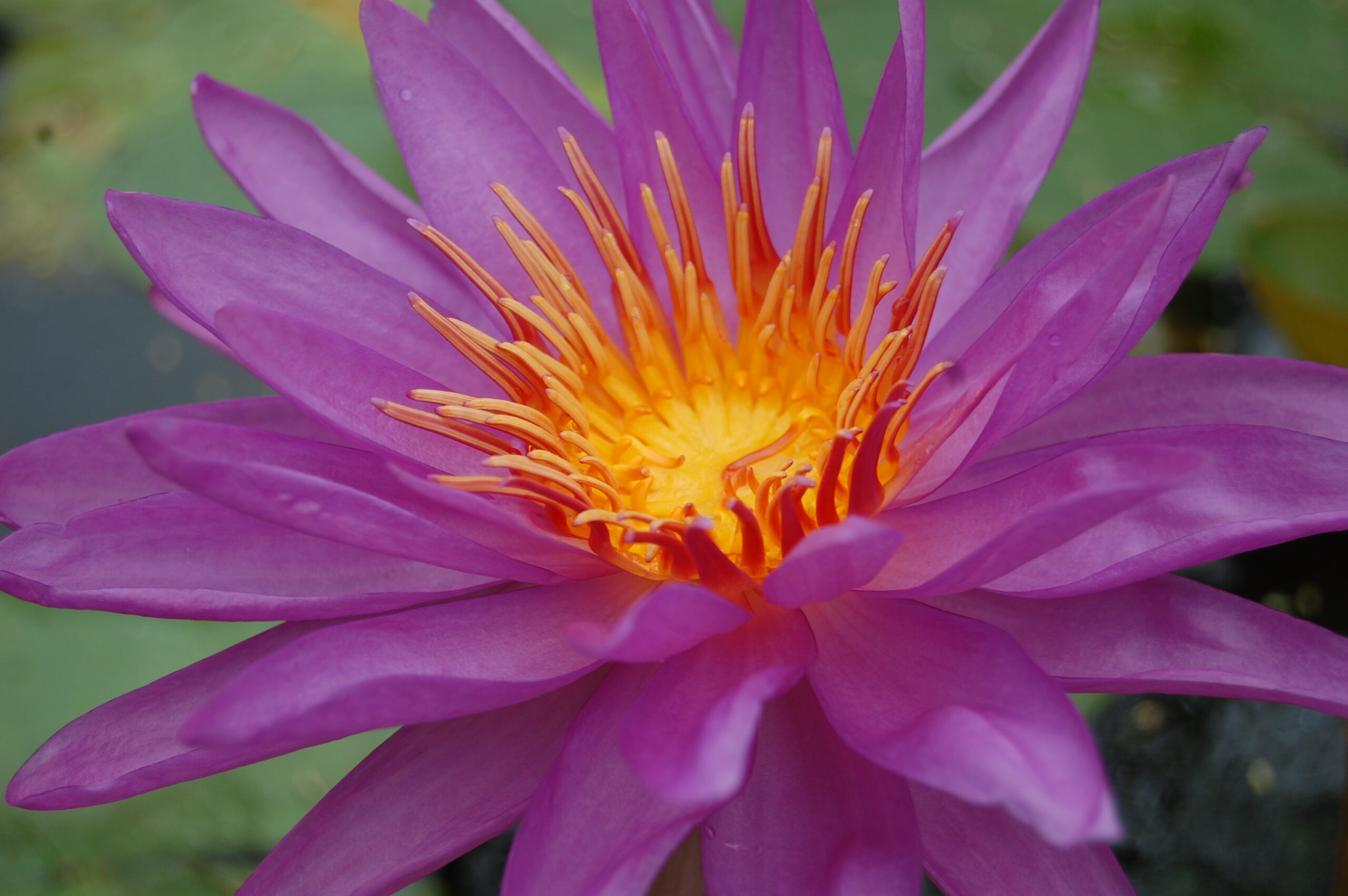 acheter nénuphar nymphaea Madinina for sale buy on line (45)