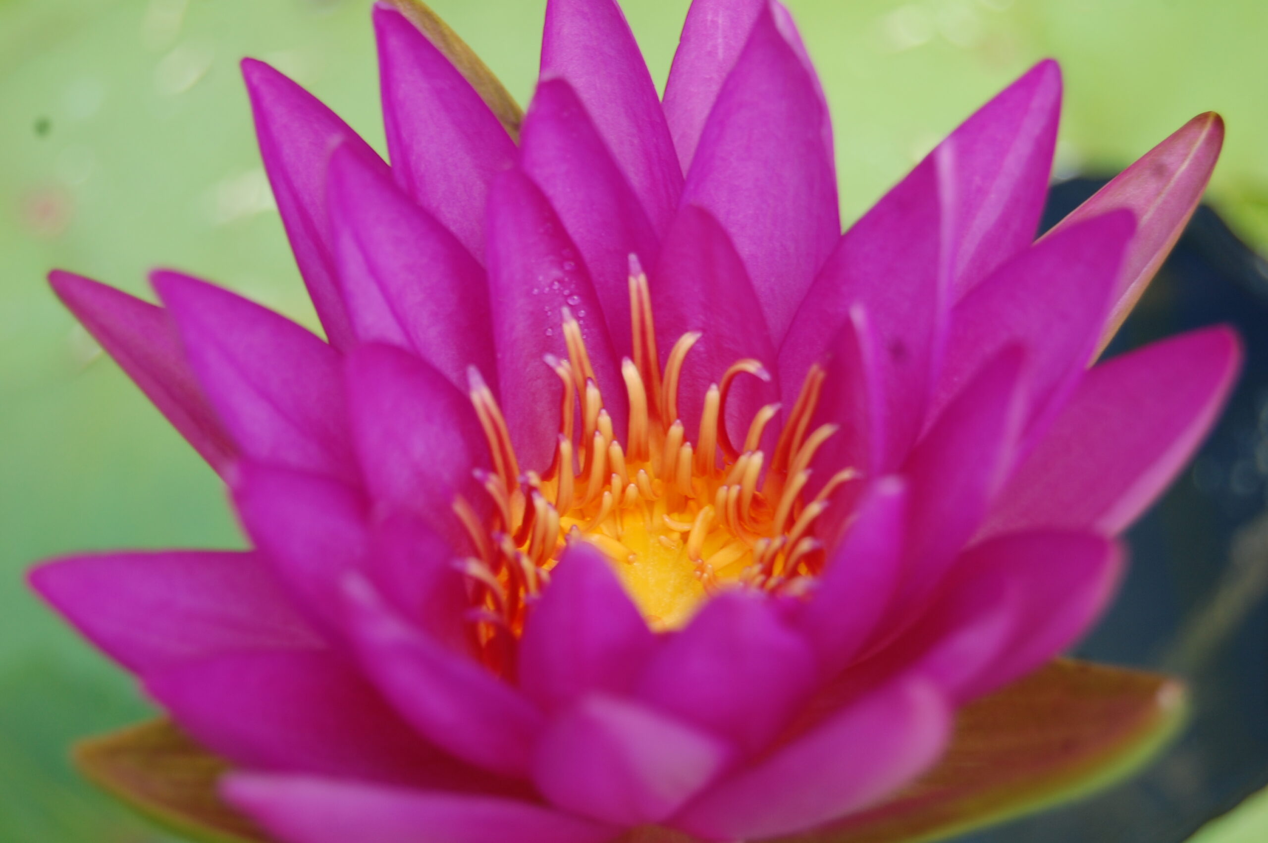acheter nénuphar nymphaea Madinina for sale buy on line (56)