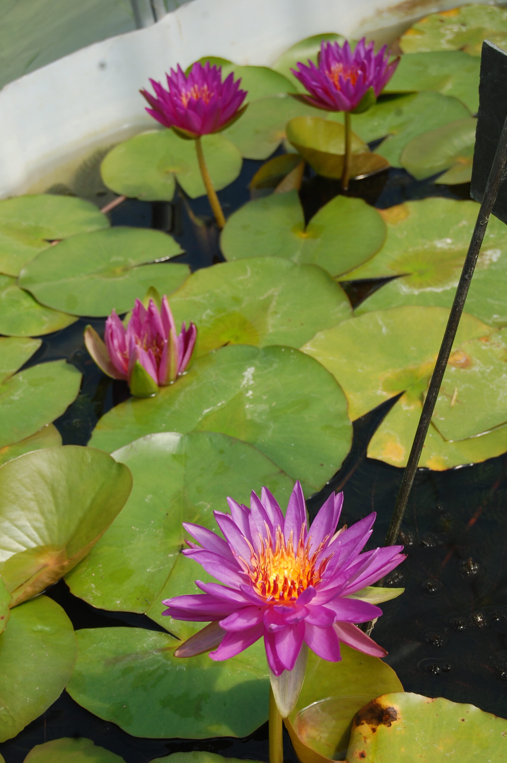 acheter nénuphar nymphaea Madinina for sale buy on line (58)