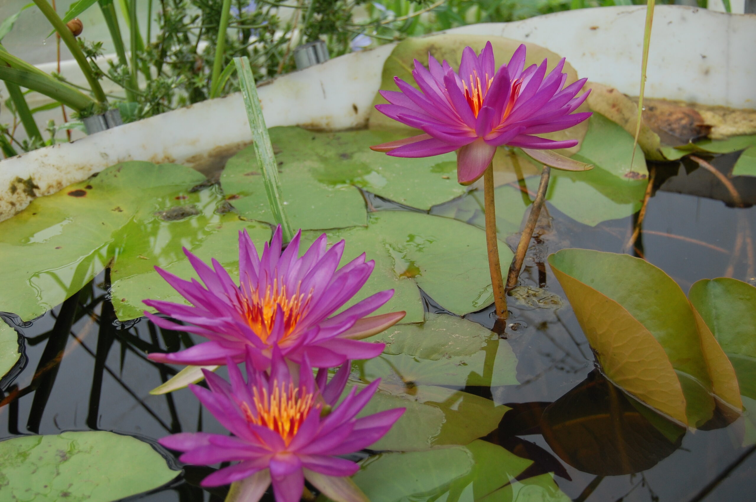 acheter nénuphar nymphaea Madinina for sale buy on line (60)