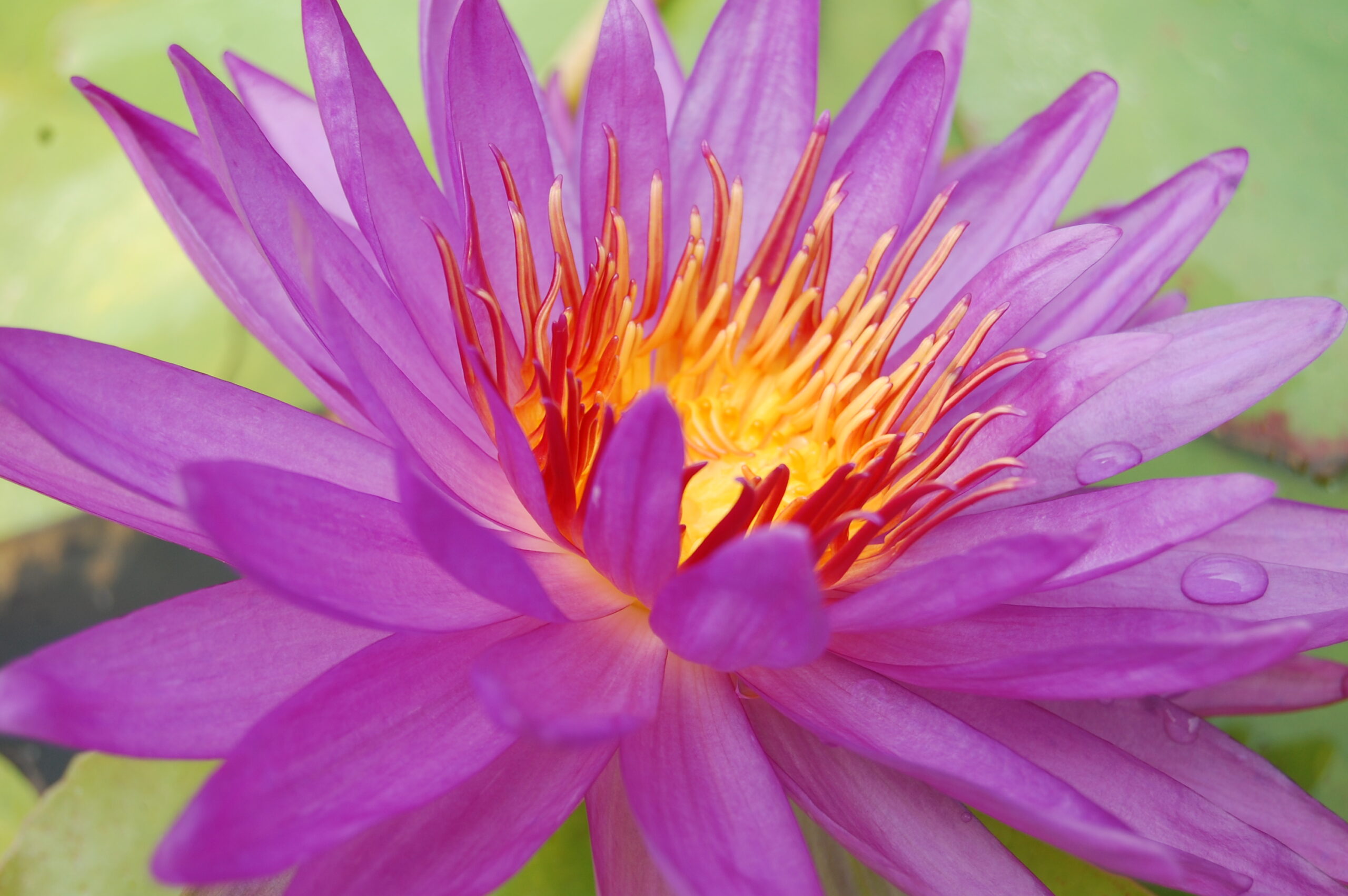 acheter nénuphar nymphaea Madinina for sale buy on line (65)