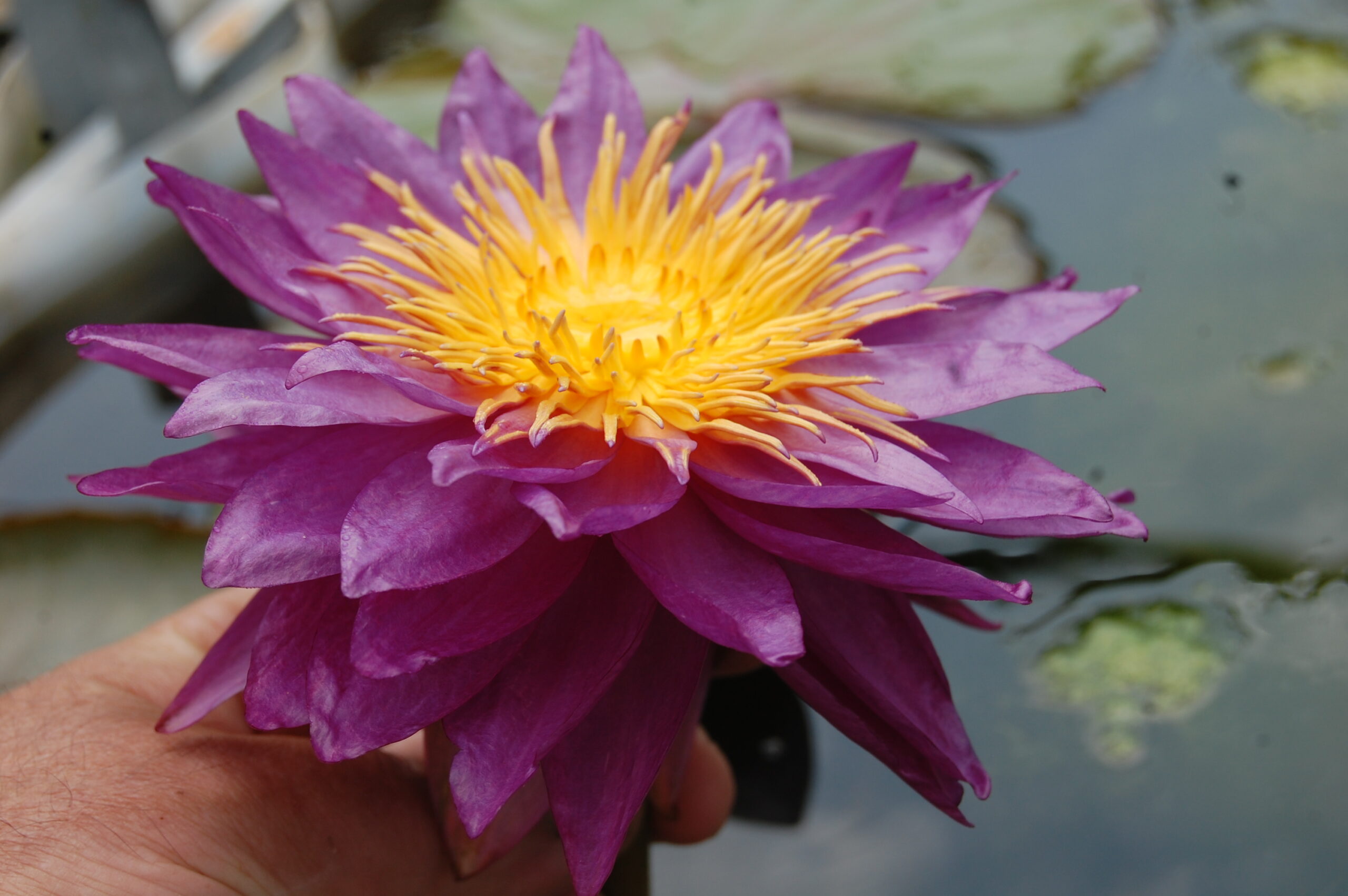 acheter nénuphar nymphaea Mrs Anderson for sale buy on line (13)