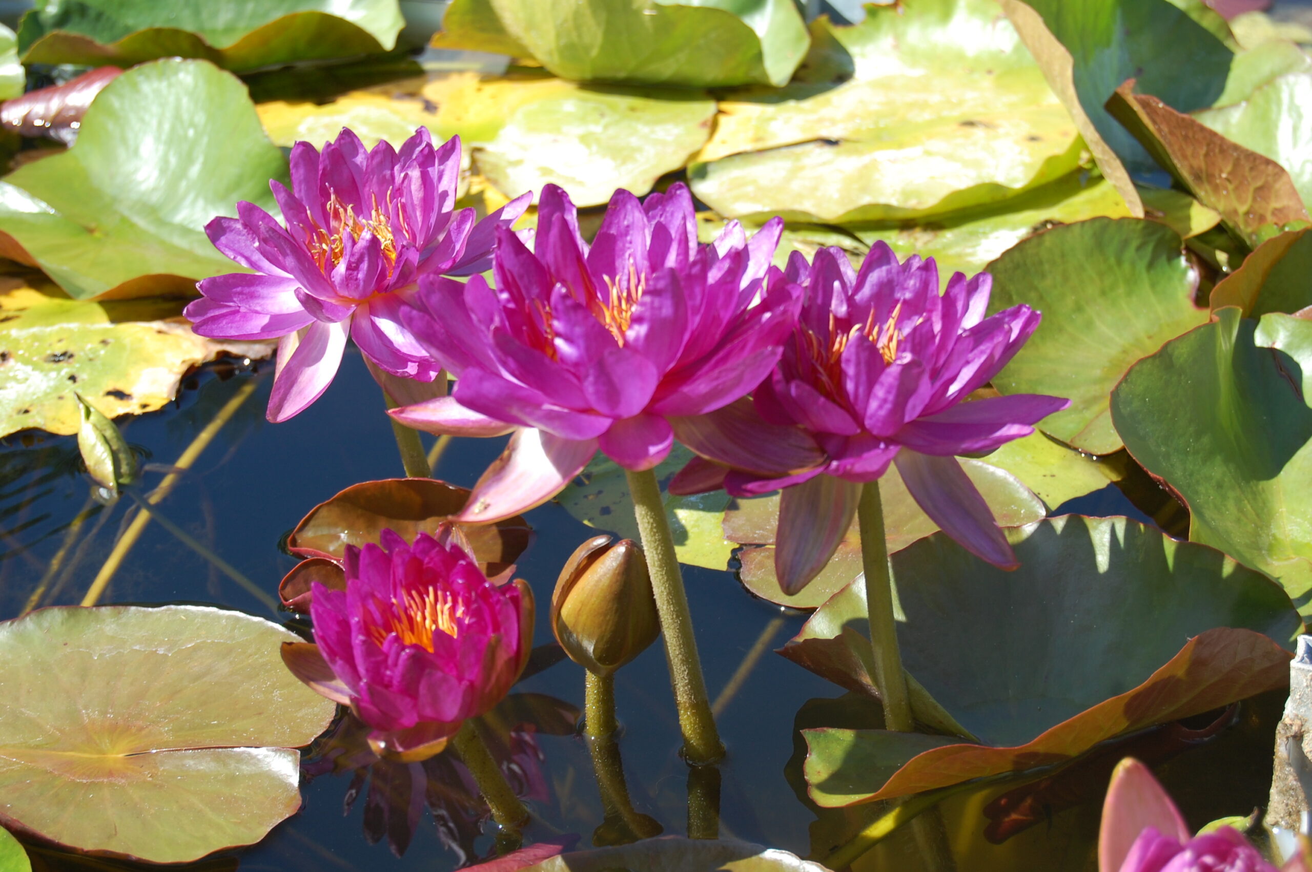 acheter nénuphar nymphaea Mrs Anderson for sale buy on line (19)