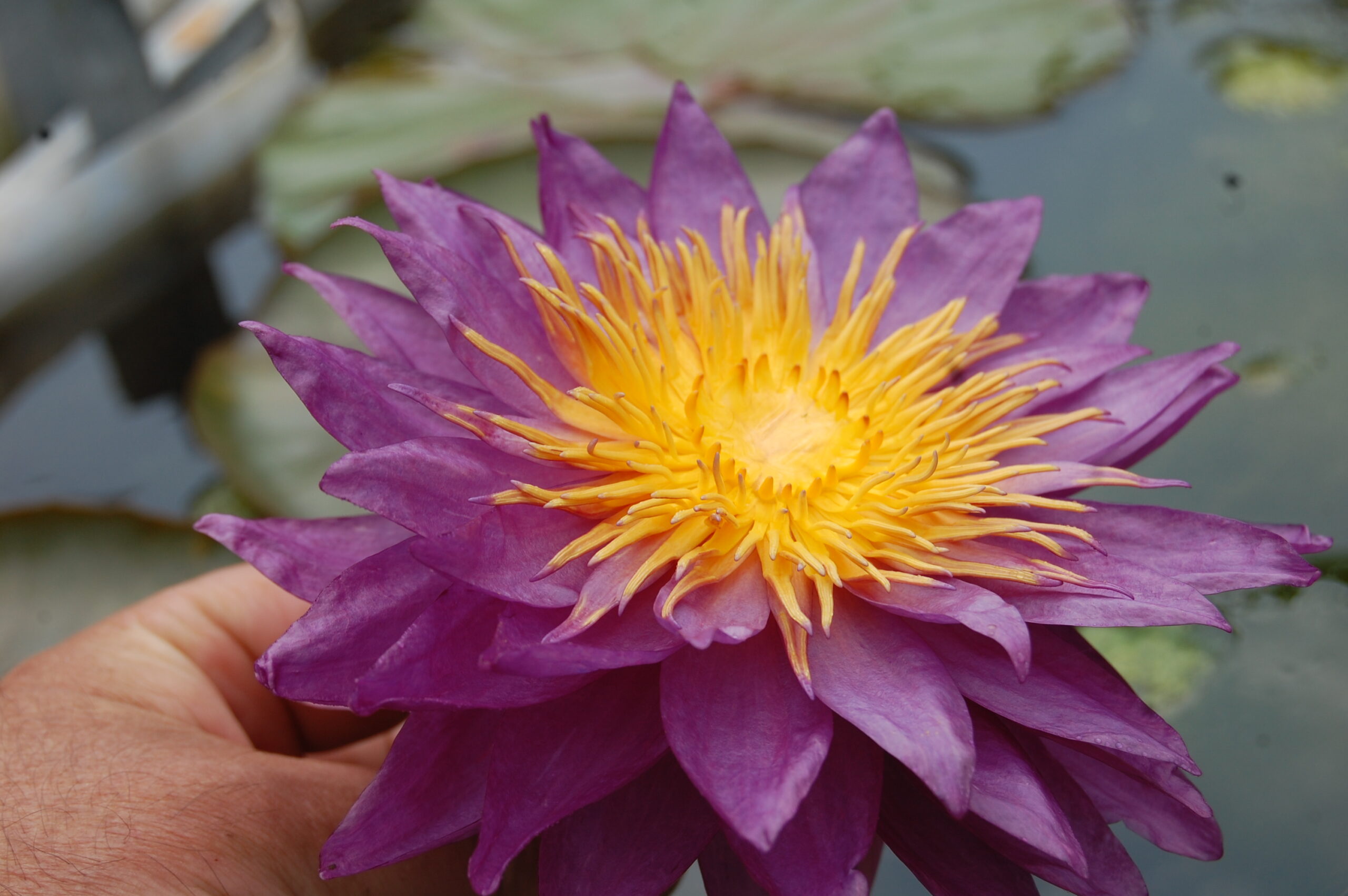 acheter nénuphar nymphaea Mrs Anderson for sale buy on line (2)