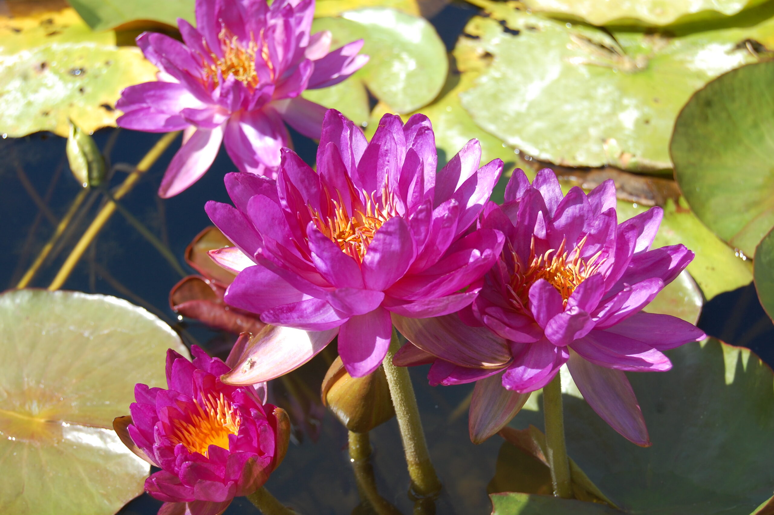 acheter nénuphar nymphaea Mrs Anderson for sale buy on line (20)