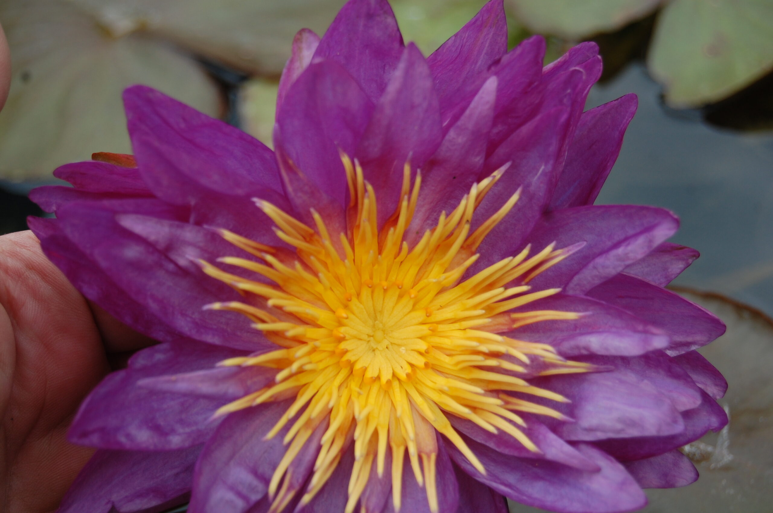 acheter nénuphar nymphaea Mrs Anderson for sale buy on line (23)