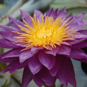 acheter nénuphar nymphaea Mrs Anderson for sale buy on line (3)