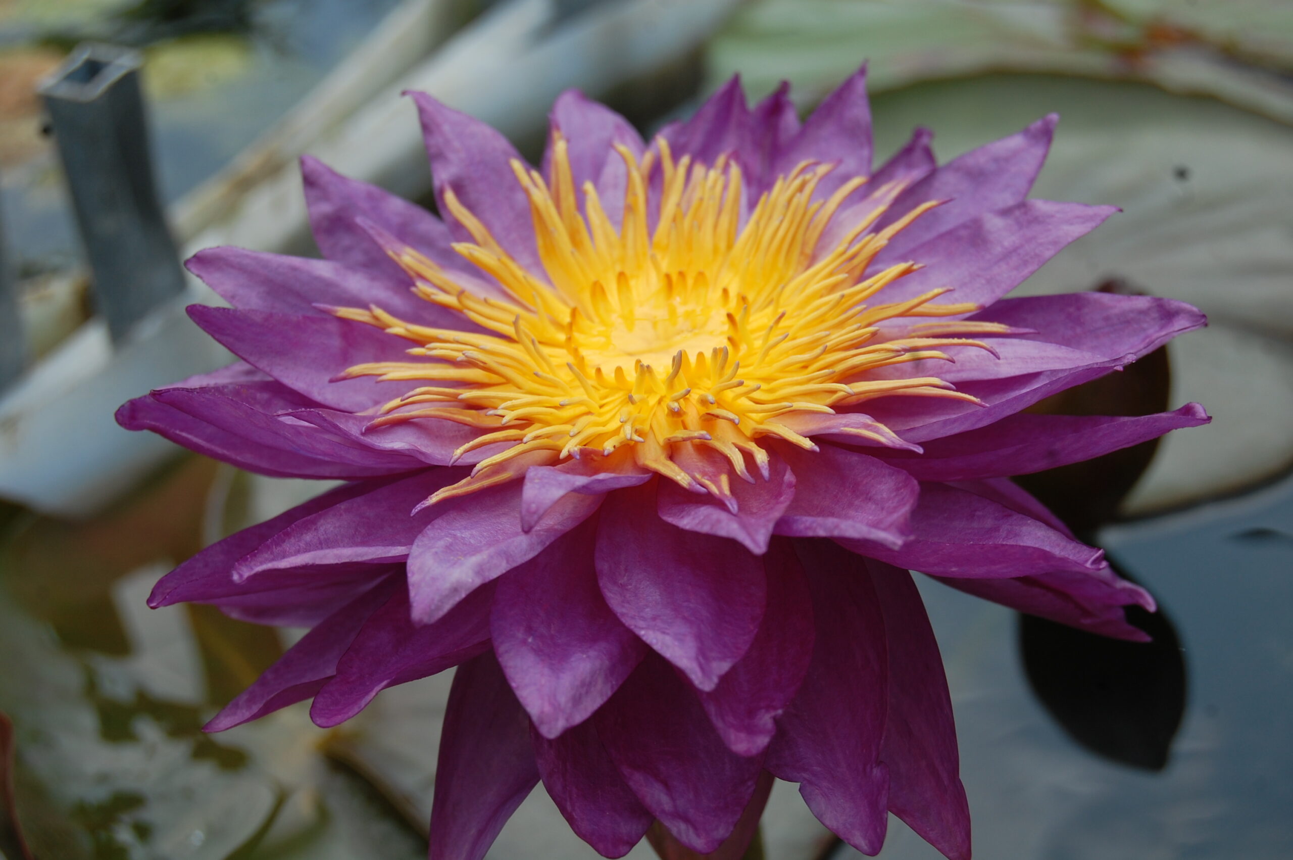 acheter nénuphar nymphaea Mrs Anderson for sale buy on line (3)