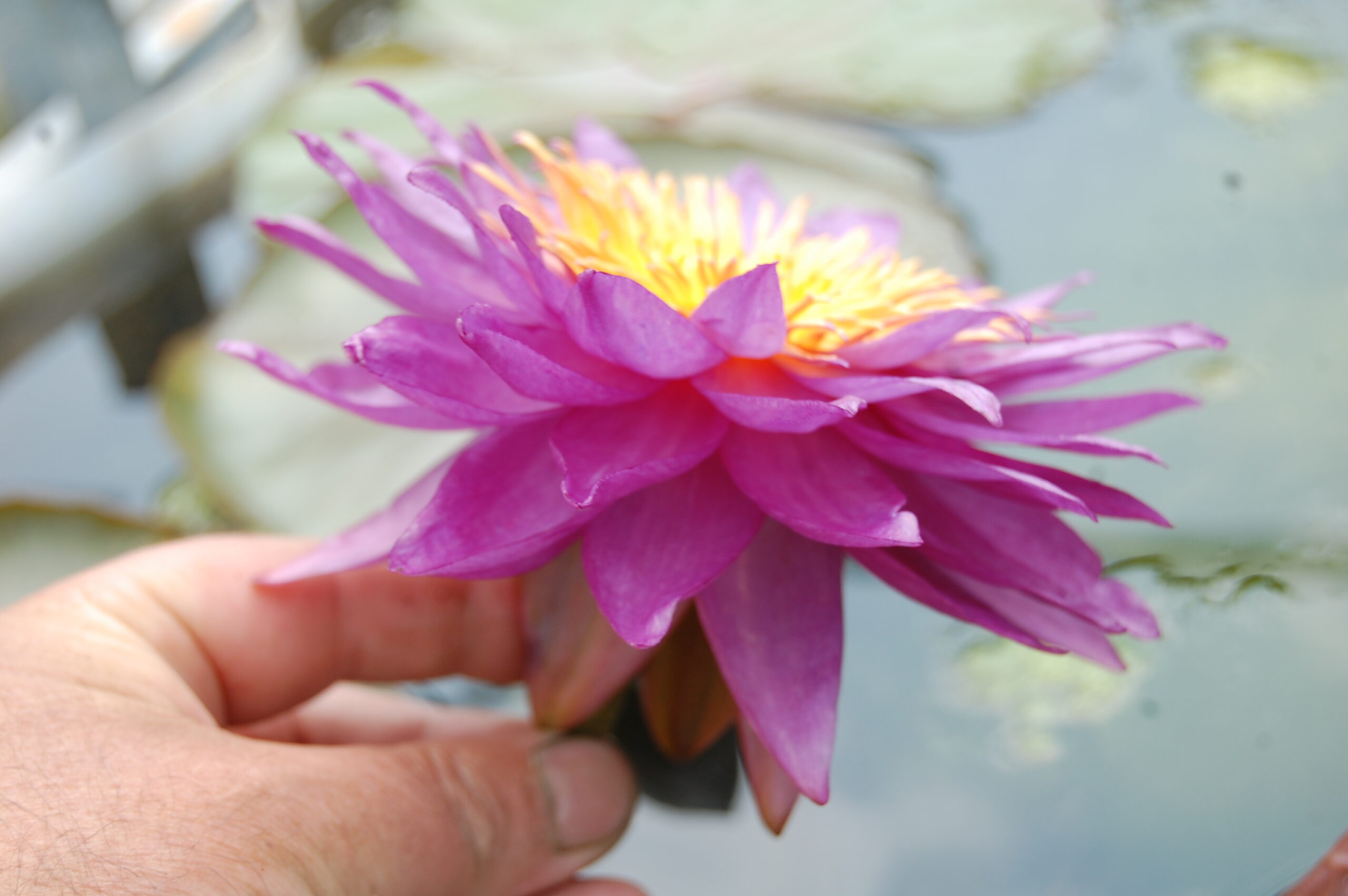 acheter nénuphar nymphaea Mrs Anderson for sale buy on line (5)