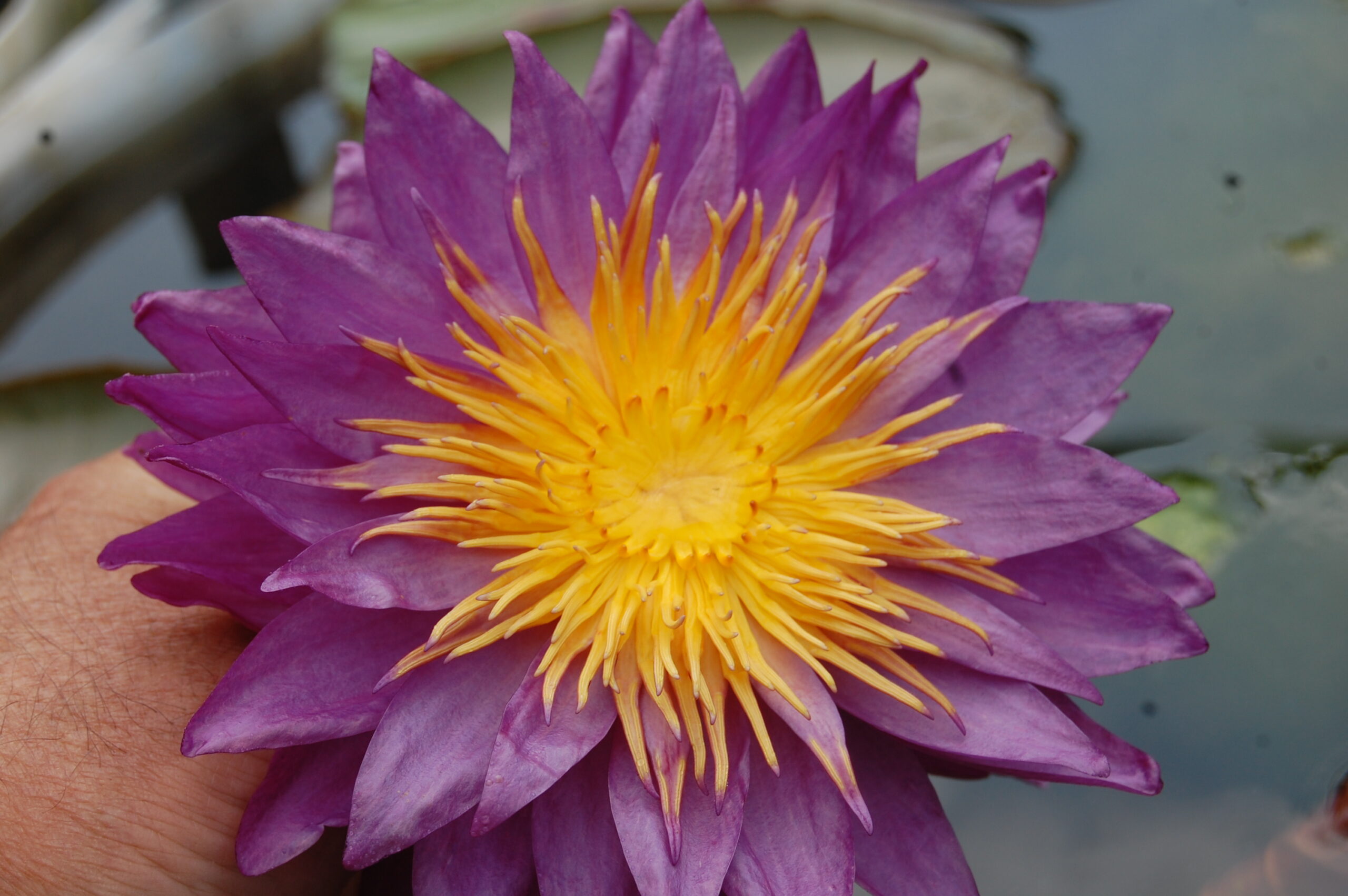 acheter nénuphar nymphaea Mrs Anderson for sale buy on line (8)