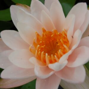 acheter nénuphar nymphaea Siam Pink Tip for sale buy on line (15)