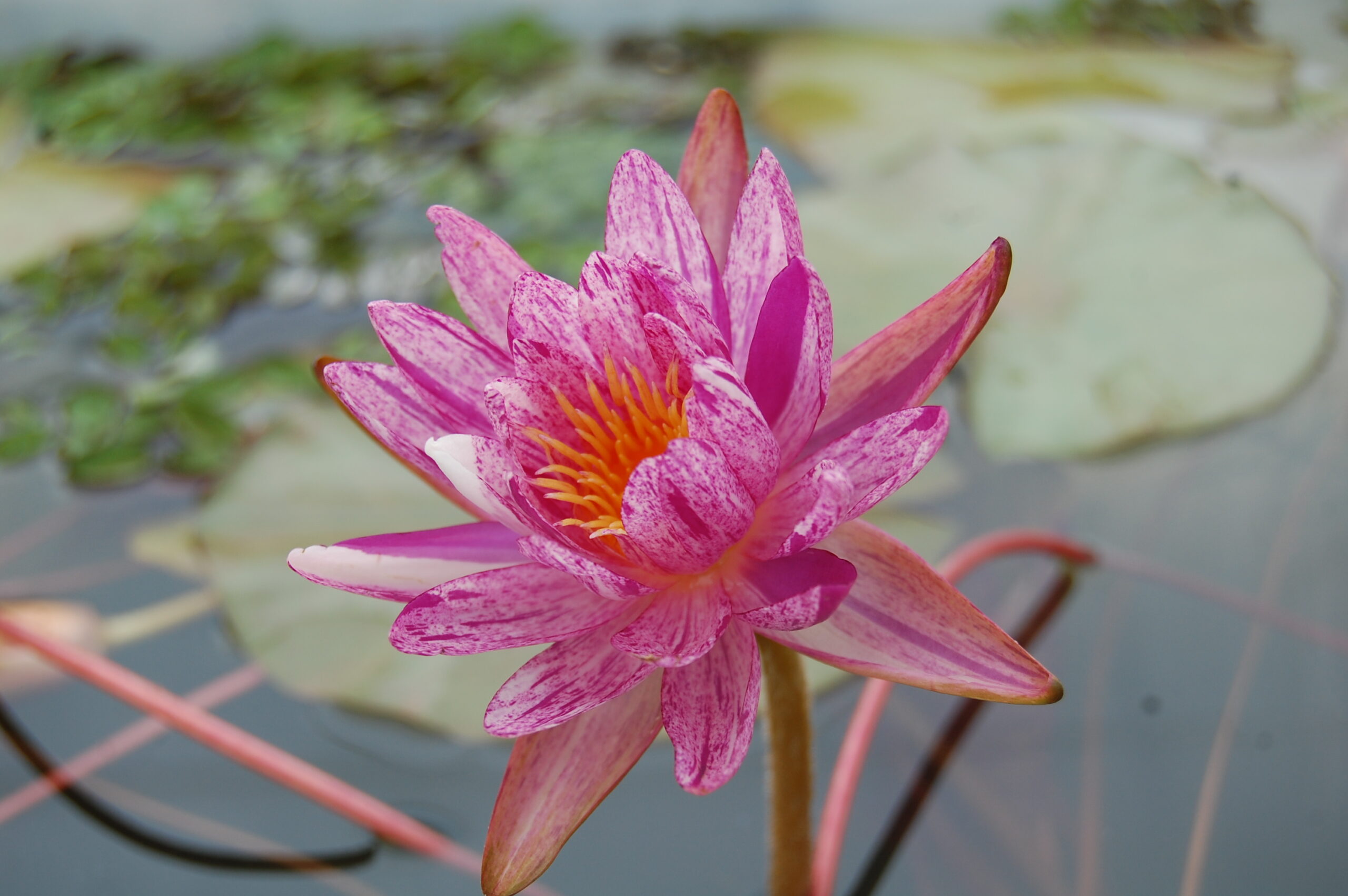 acheter nénuphar nymphaea Splash for sale buy on line (11)