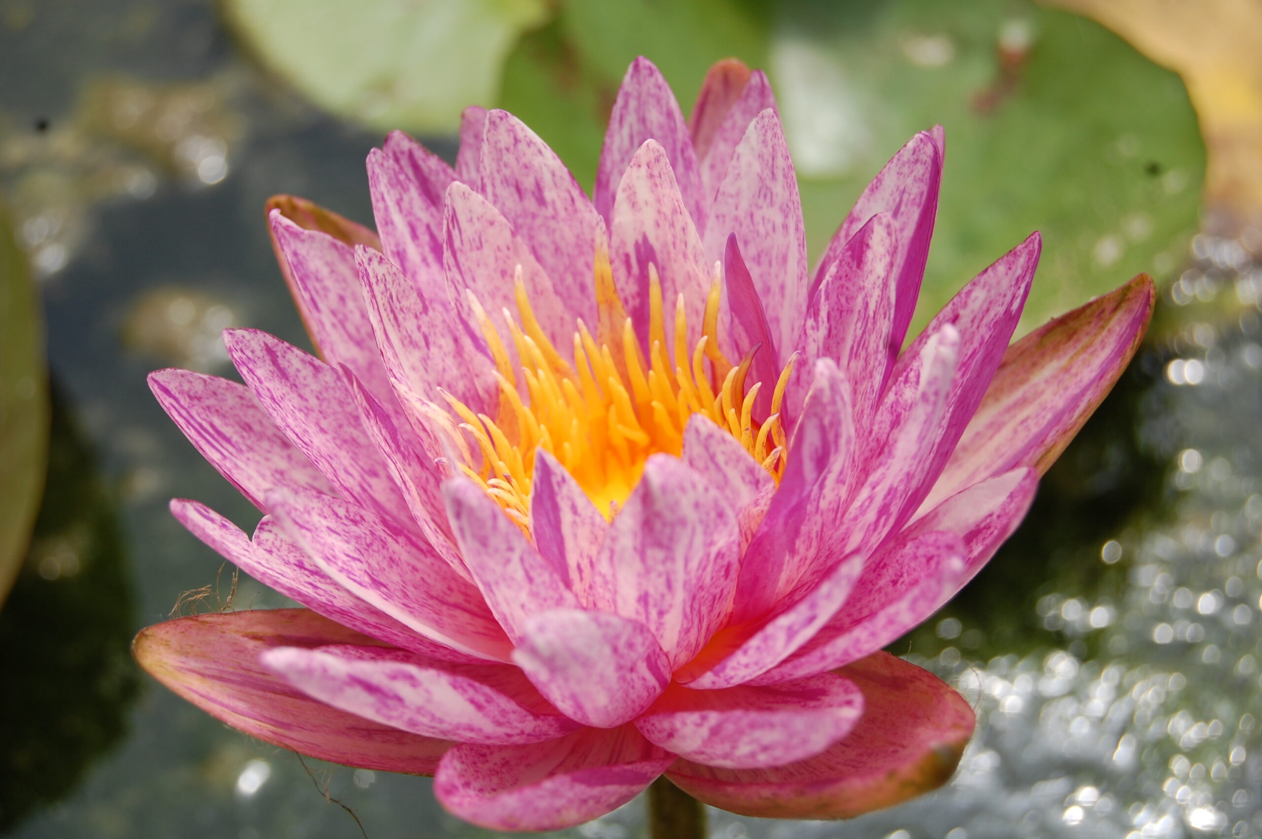acheter nénuphar nymphaea Splash for sale buy on line (22)
