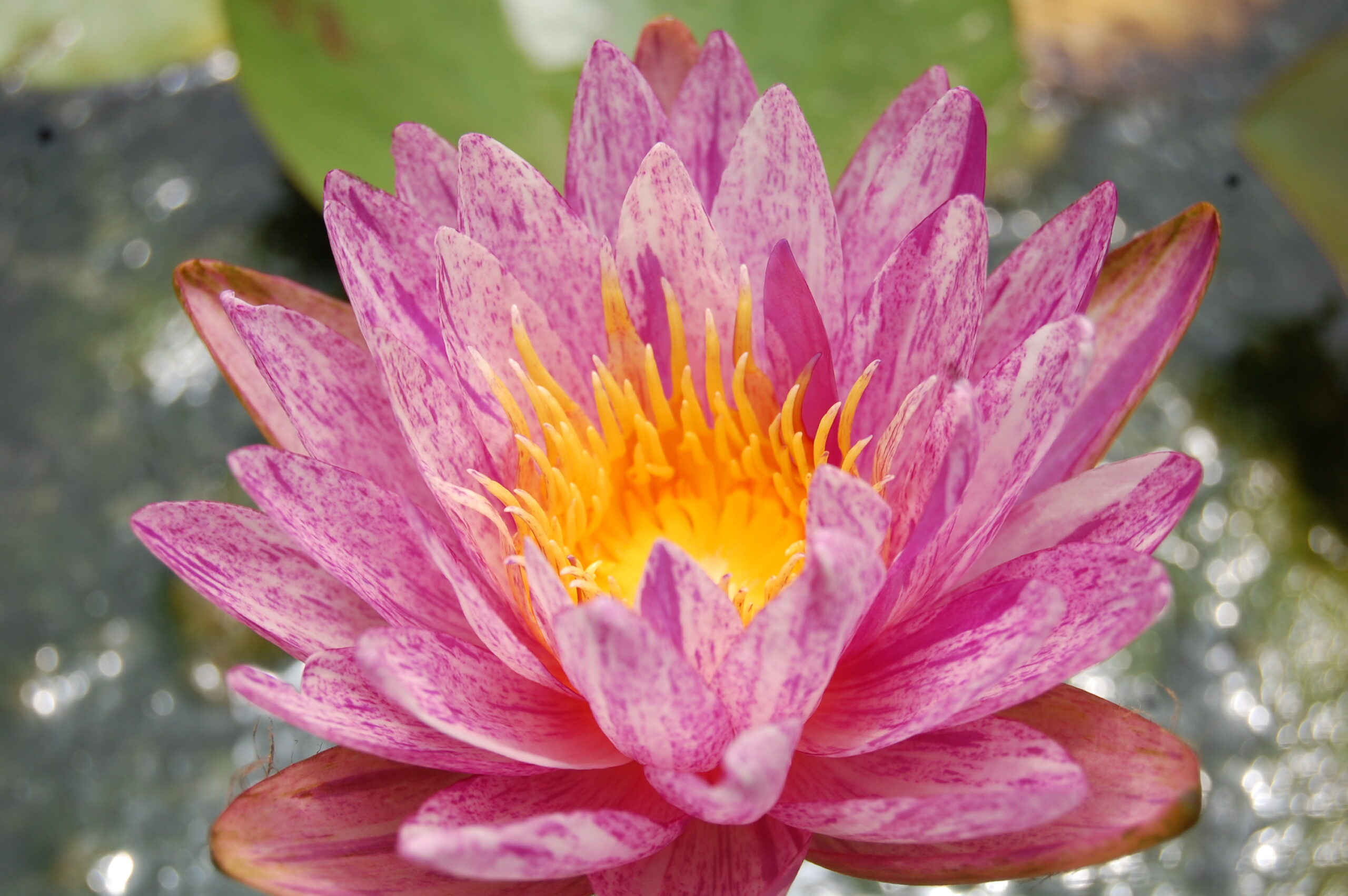 acheter nénuphar nymphaea Splash for sale buy on line (26)