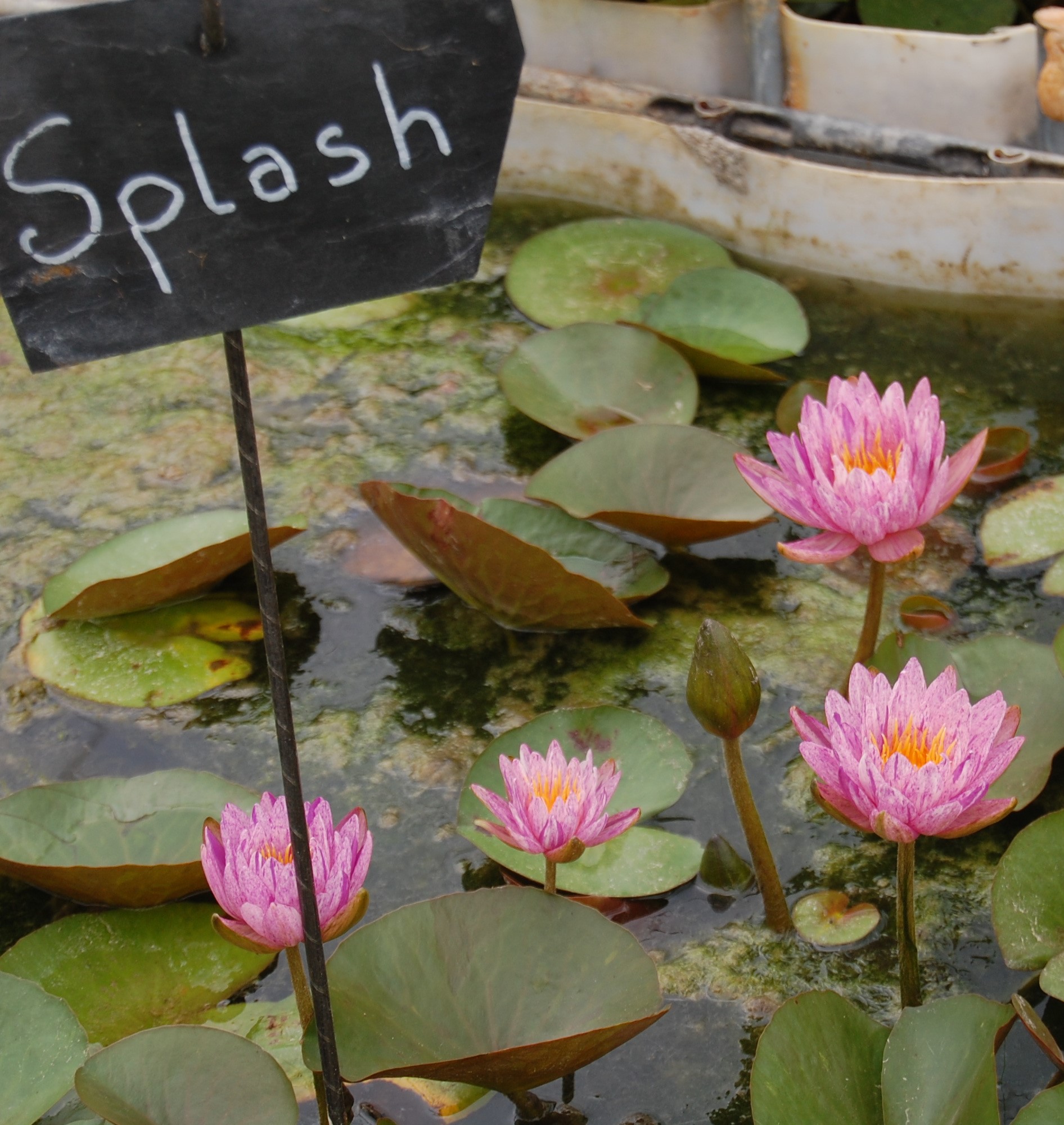 acheter nénuphar nymphaea Splash for sale buy on line (5)