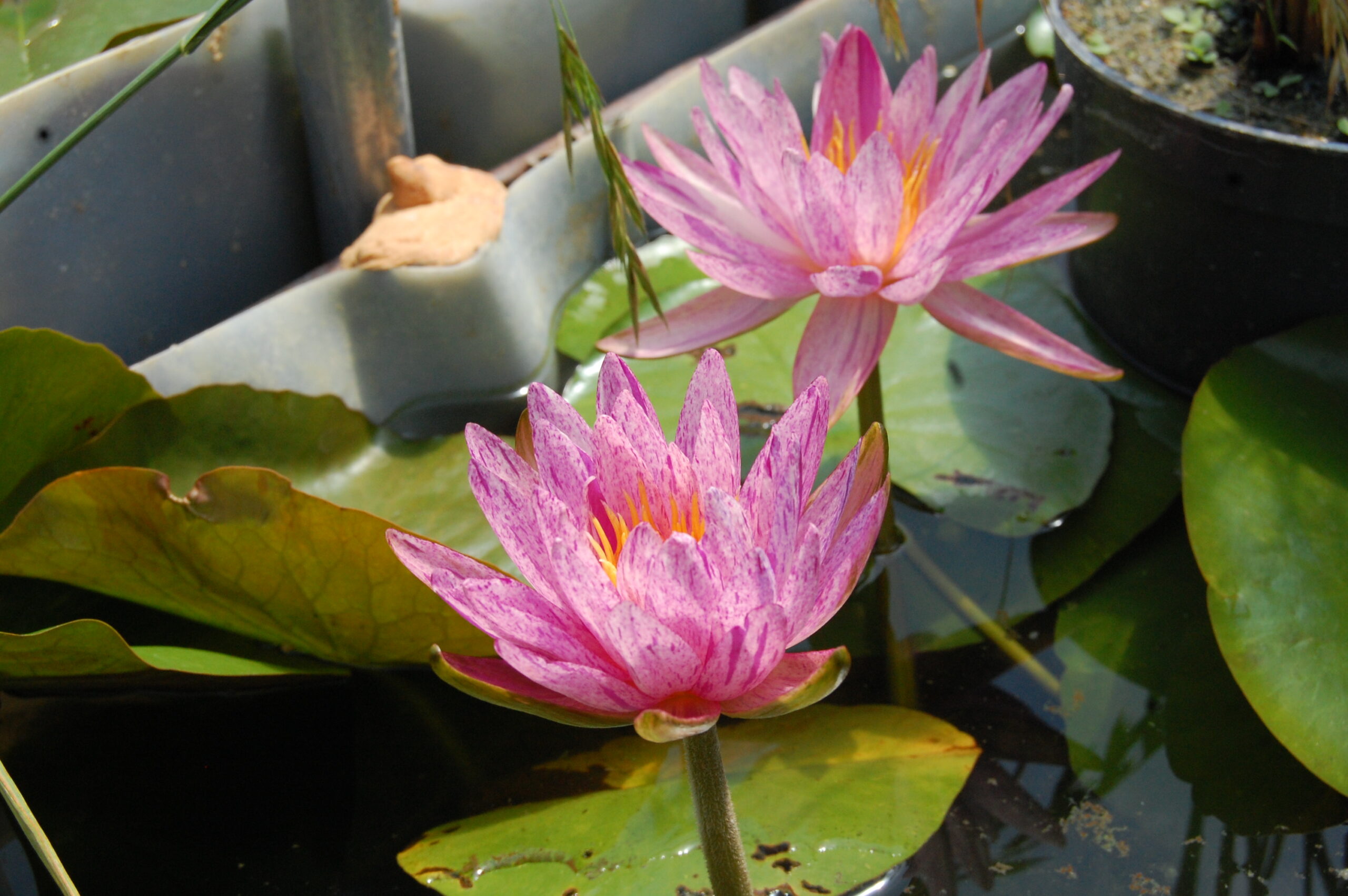 acheter nénuphar nymphaea Splash for sale buy on line (54)