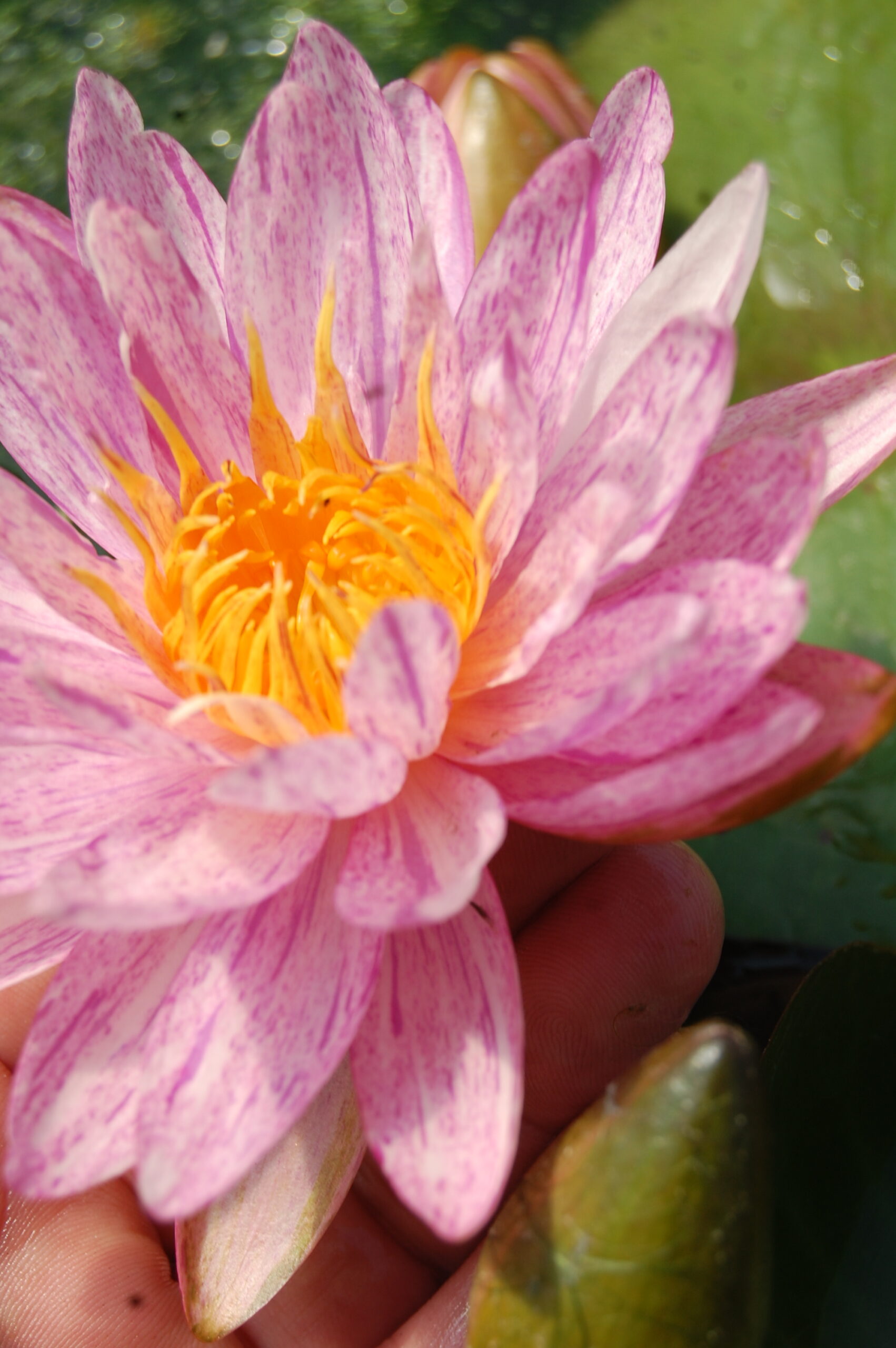 acheter nénuphar nymphaea Splash for sale buy on line (64)
