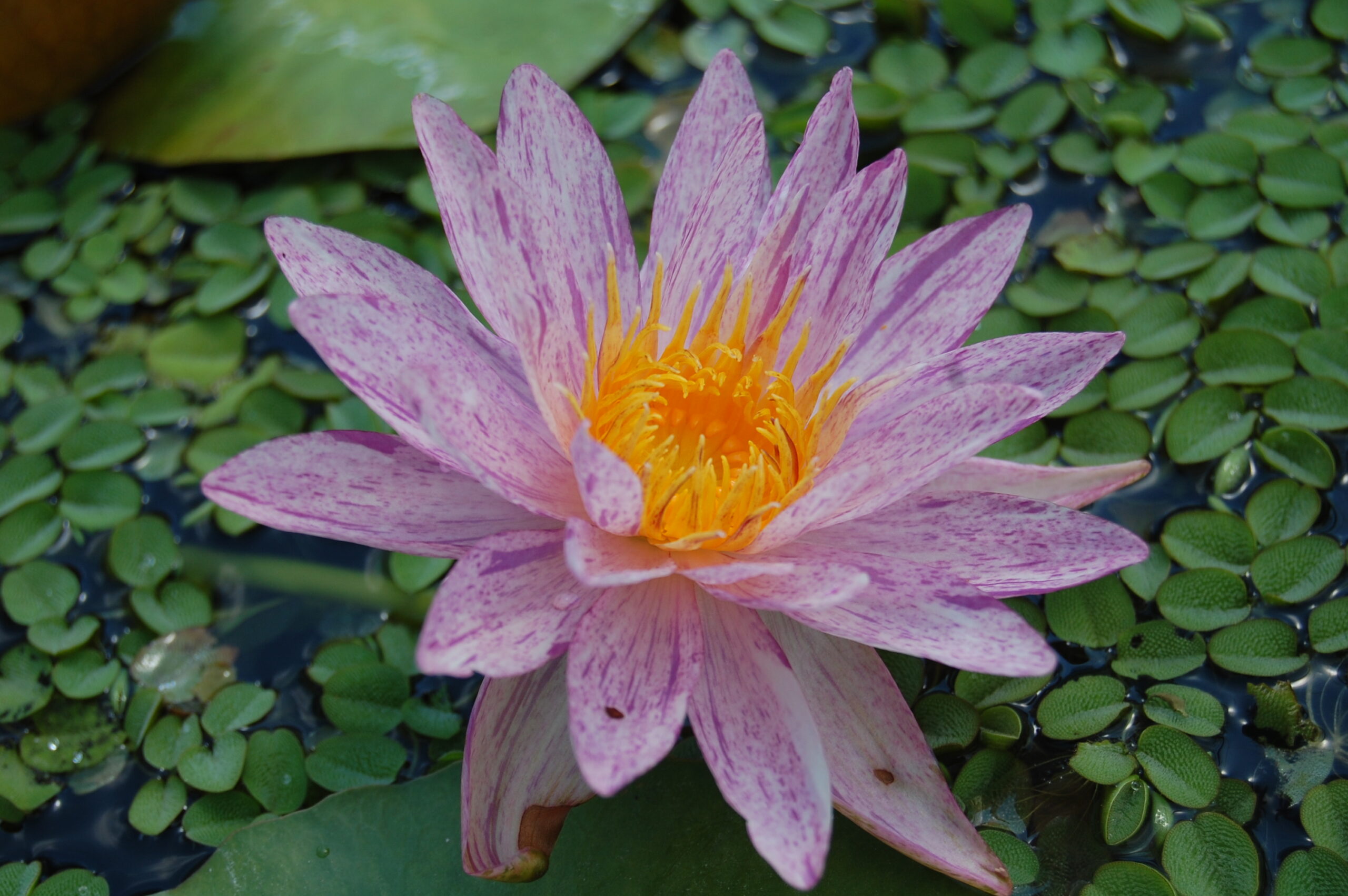 acheter nénuphar nymphaea Splash for sale buy on line (80)