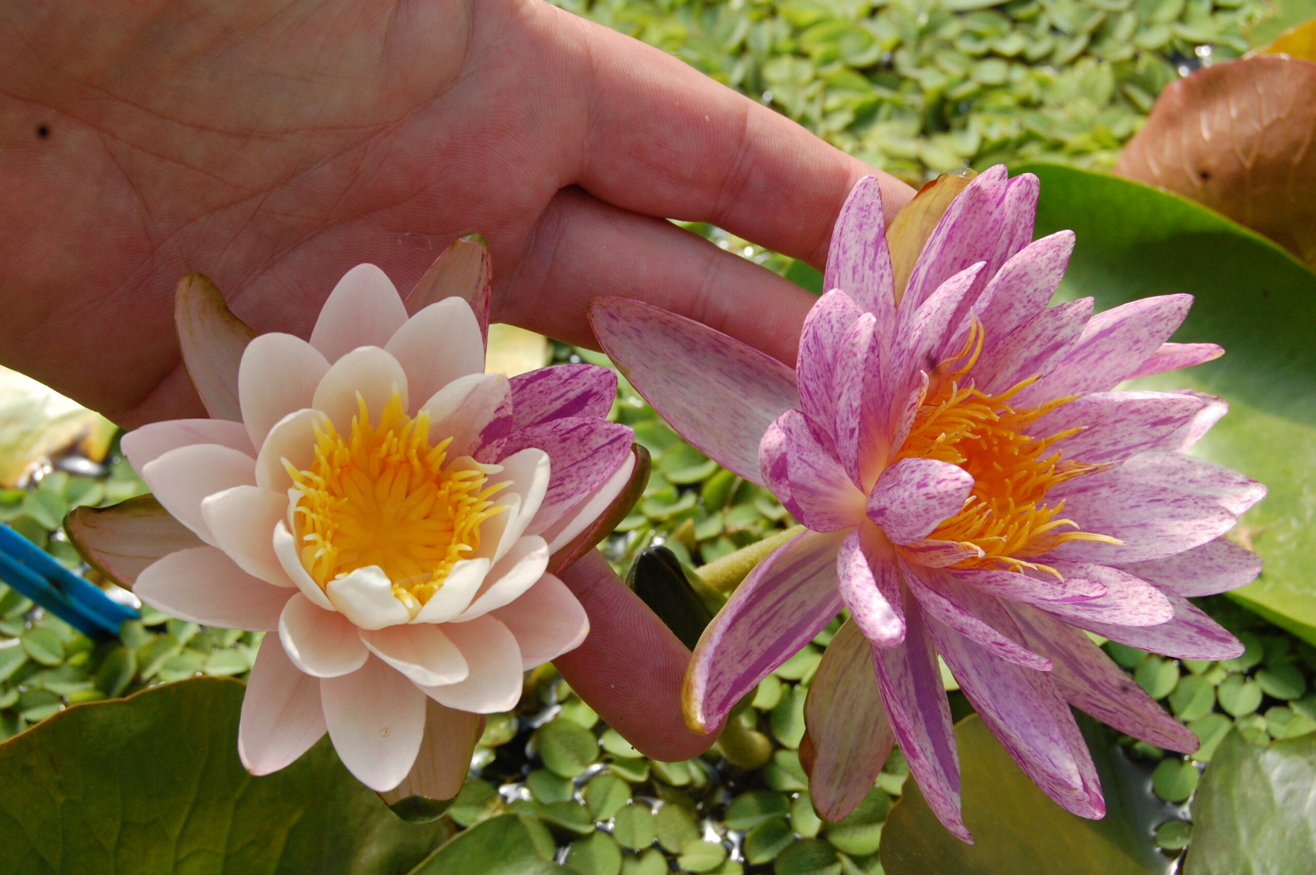 acheter nénuphar nymphaea Splash for sale buy on line (88)