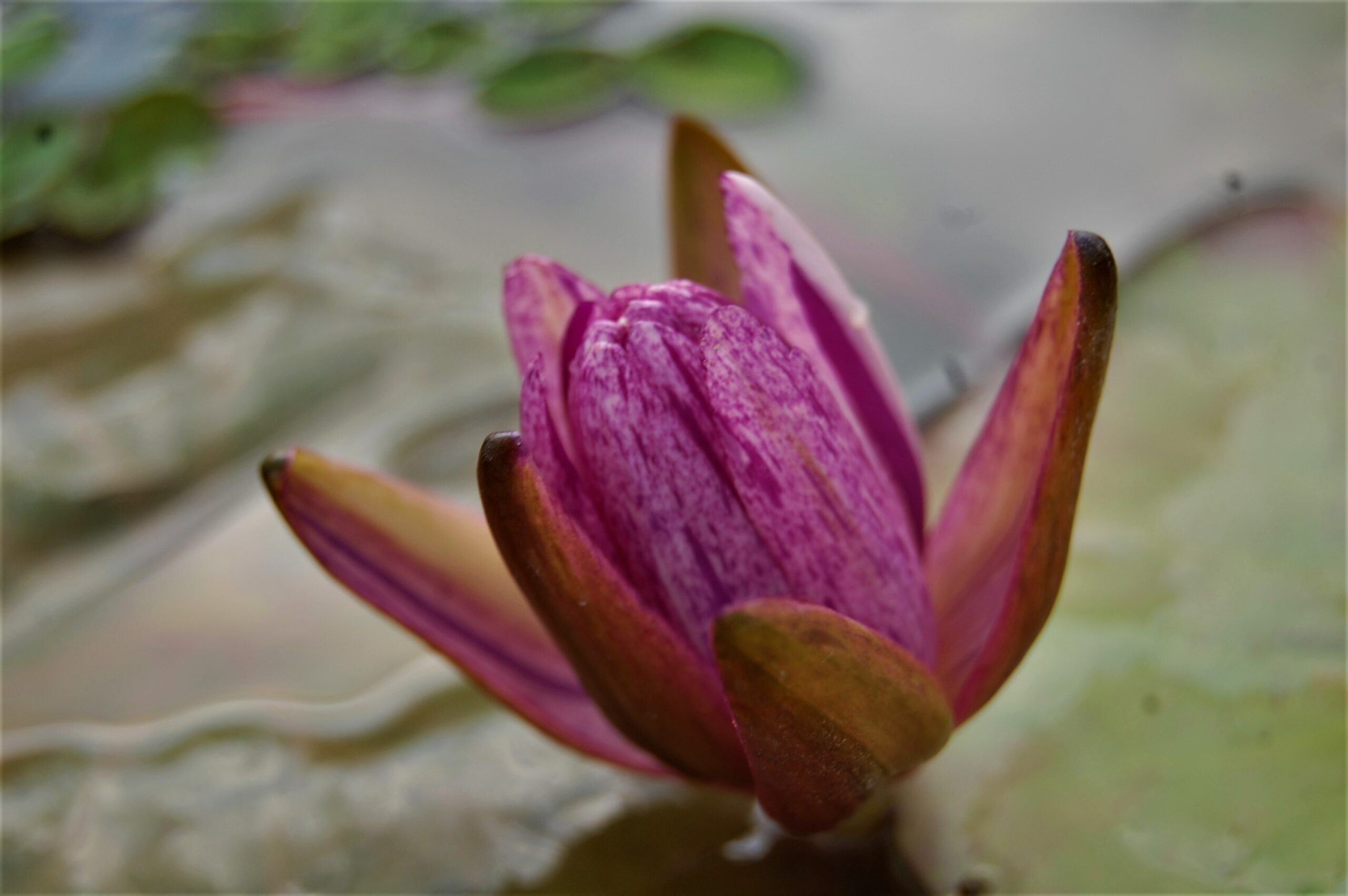 acheter nénuphar nymphaea Splash for sale buy on line (9)