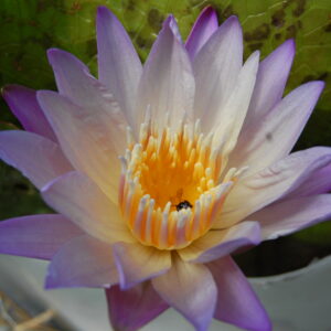 acheter nénuphar tropical nymphaea brachyceras for sale buy on line (1)