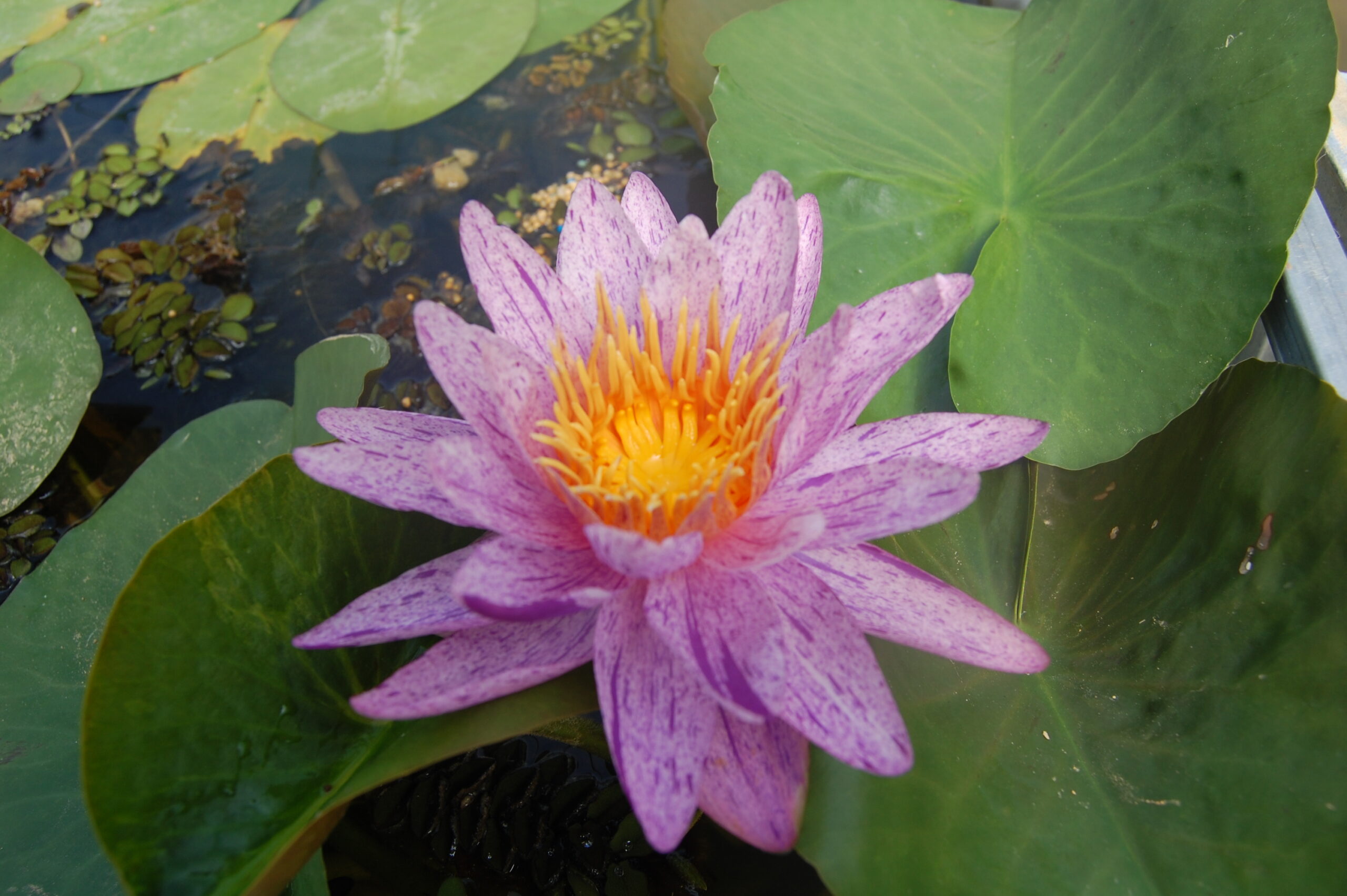 acheter nénuphars isg nymphaea Améthyst Crystal for sale buy on line (14)