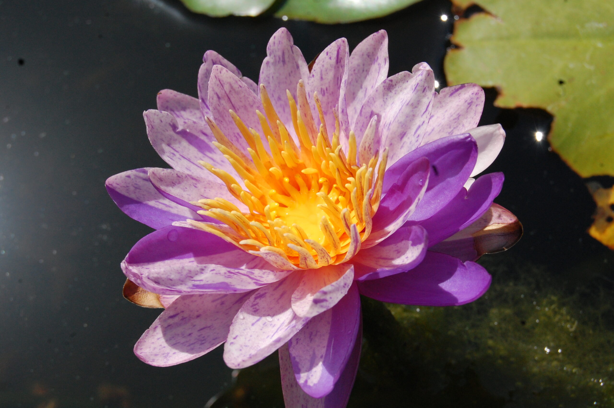 acheter nénuphars isg nymphaea Améthyst Crystal for sale buy on line (15)