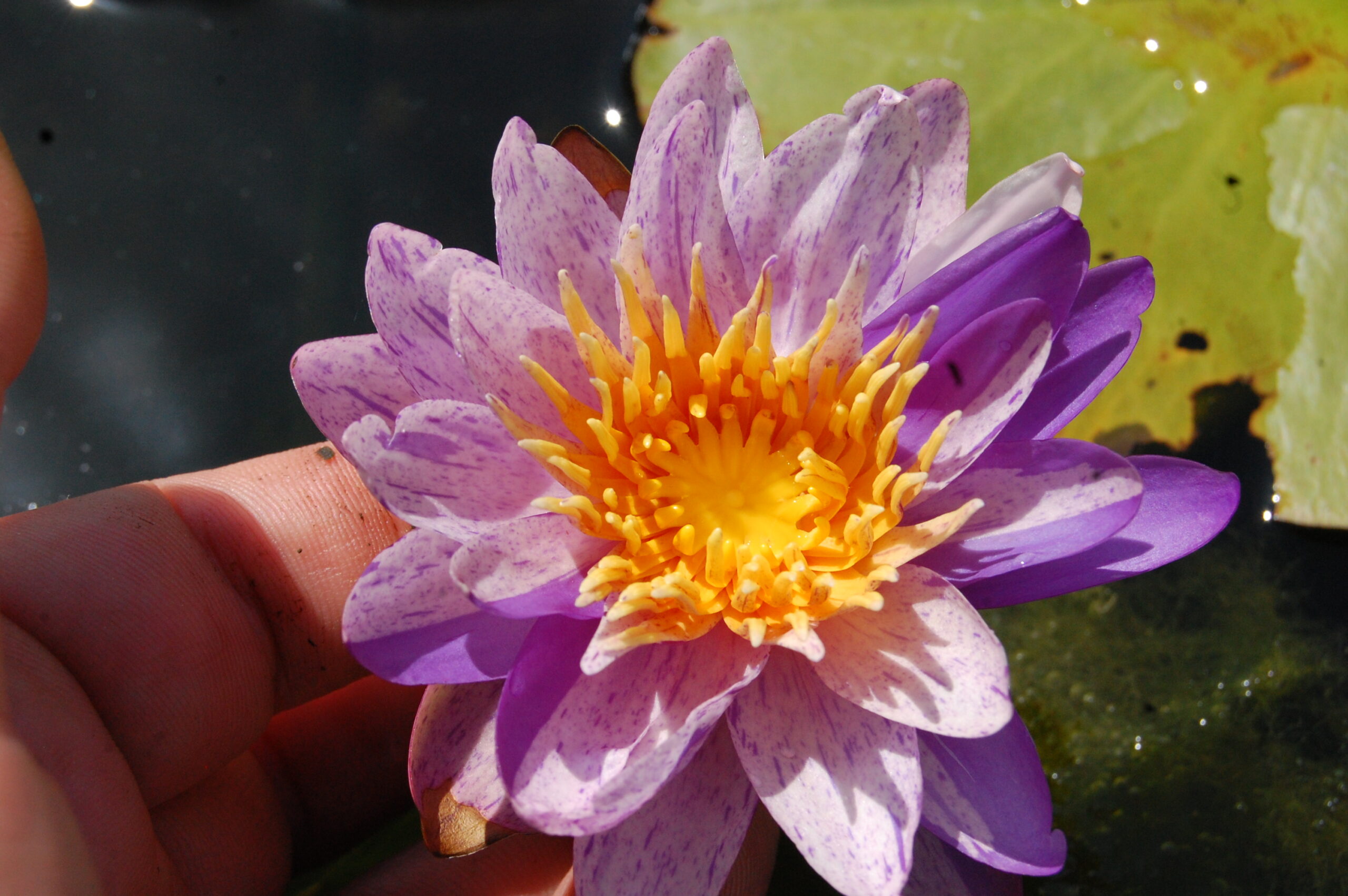 acheter nénuphars isg nymphaea Améthyst Crystal for sale buy on line (18)